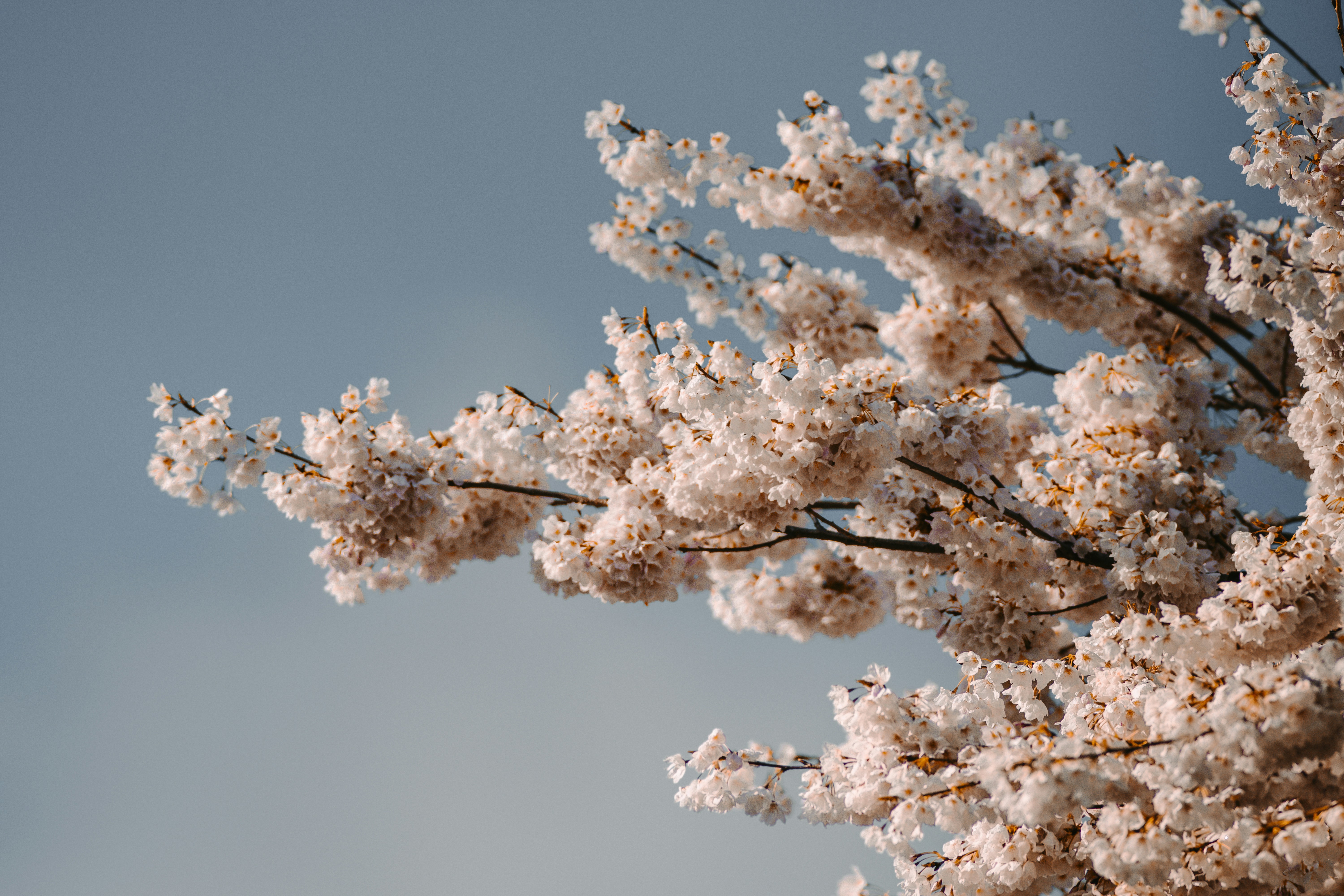 Cherry Blossoms Against Clear Sky