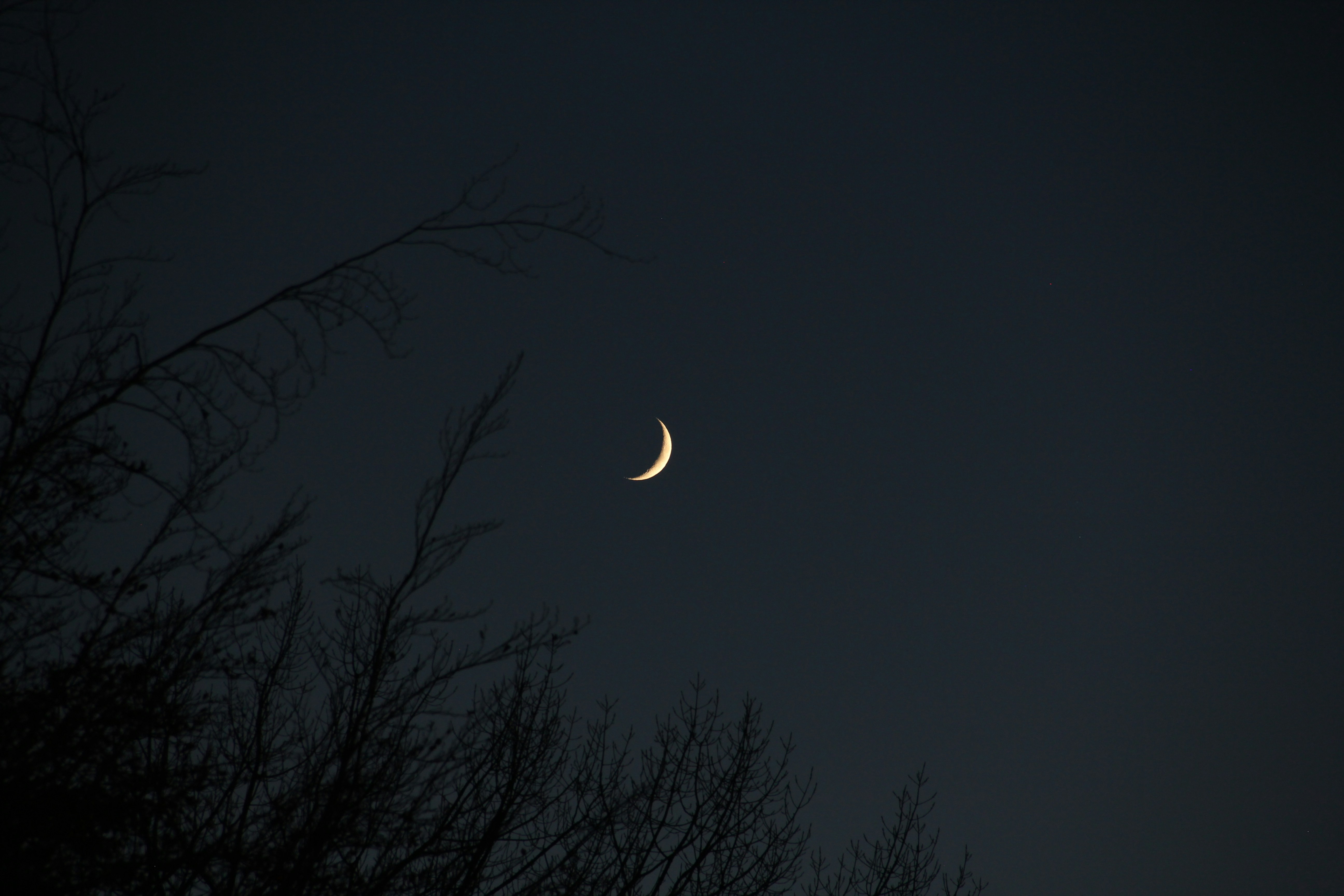 Crescent Moon Over Night Trees