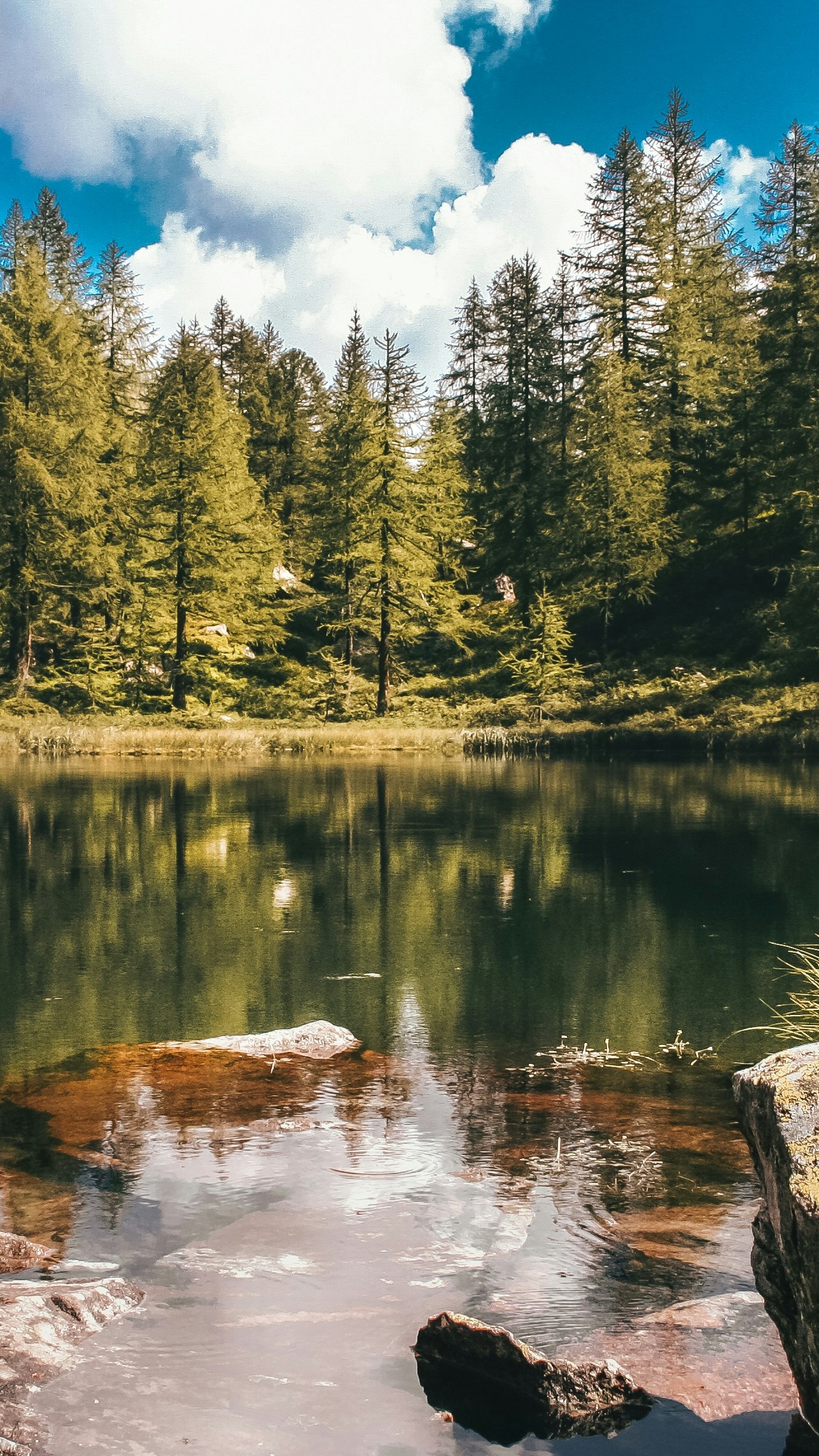 Calm Forest Lake with Pine Reflections