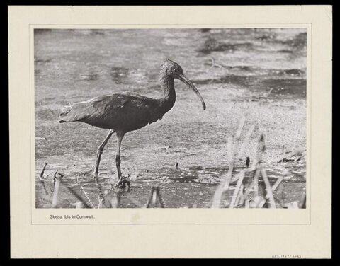 Glossy Ibis in Cornwall