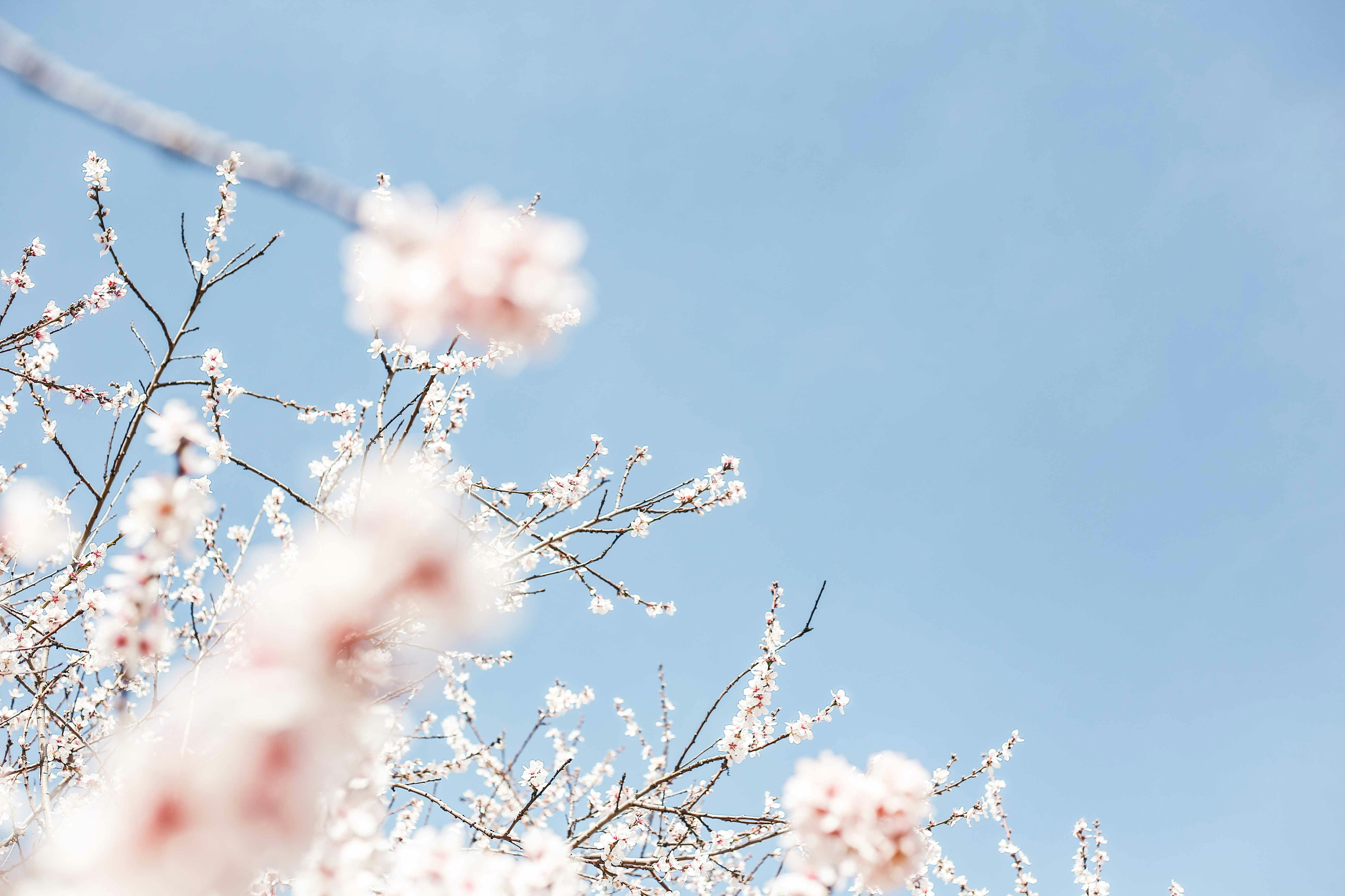 Pink Spring Blossoms Against Blue Sky