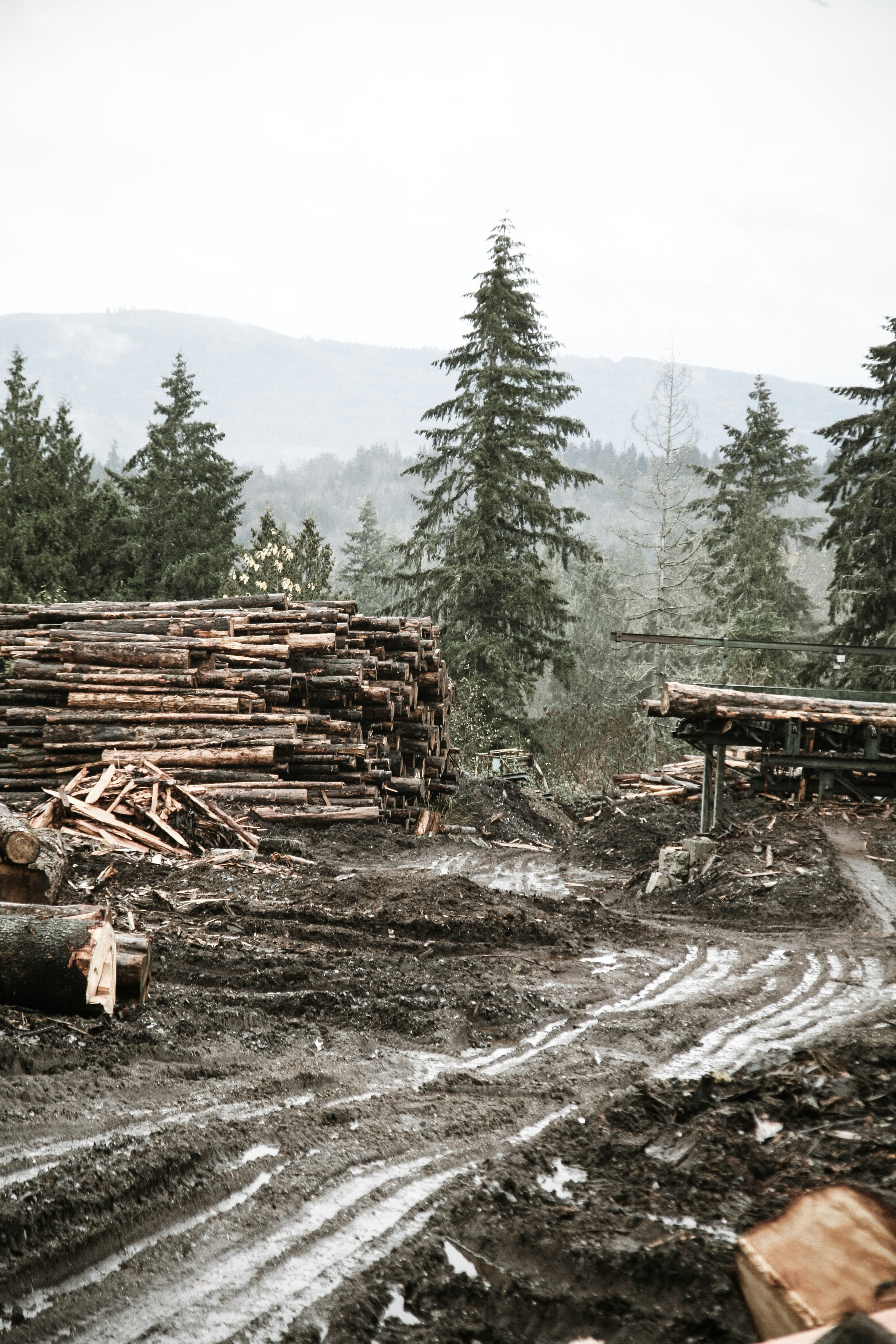 Logging Yard in Mountain Forest