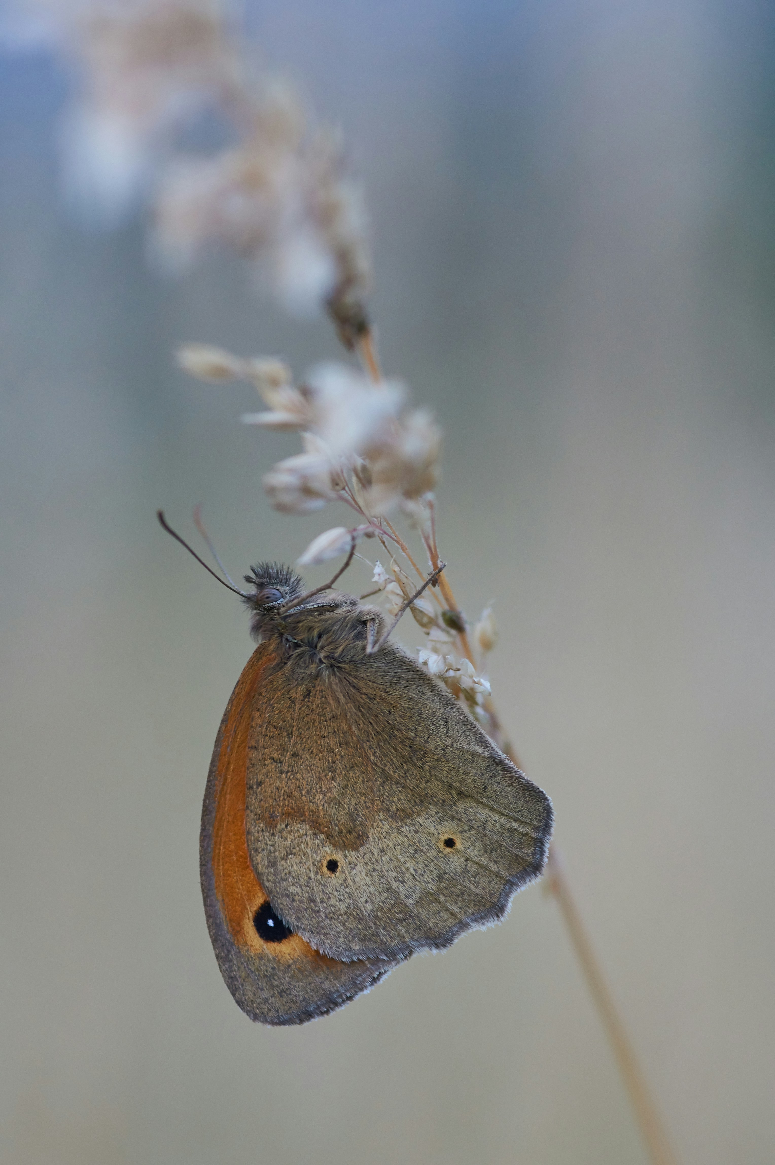 Butterfly Perched on Dry Grass