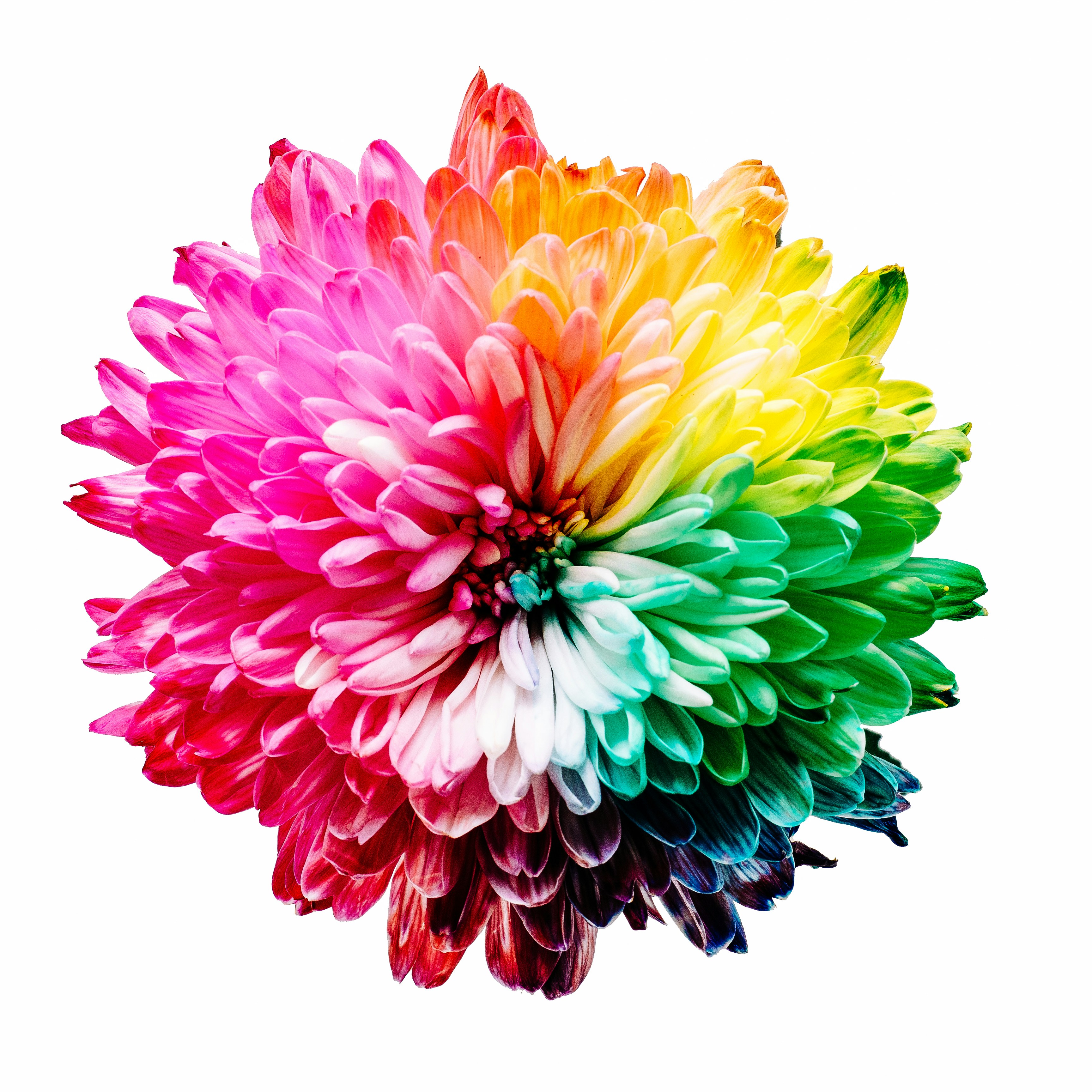 Rainbow Gradient Chrysanthemum