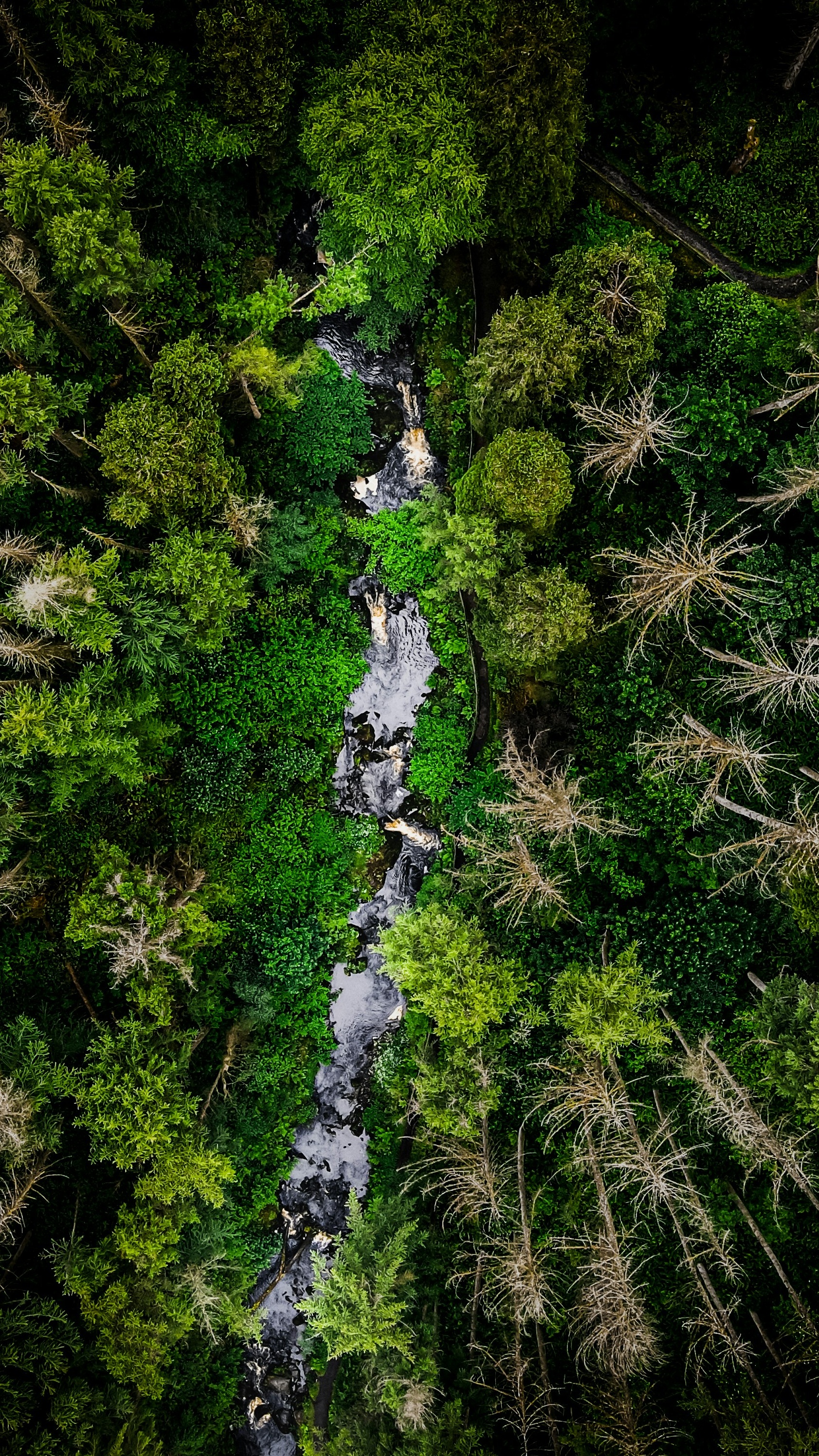 Wallpapers