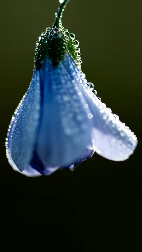 Dew-Covered Blue Bell Flower