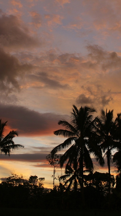 Tropical Palm Tree Sunset