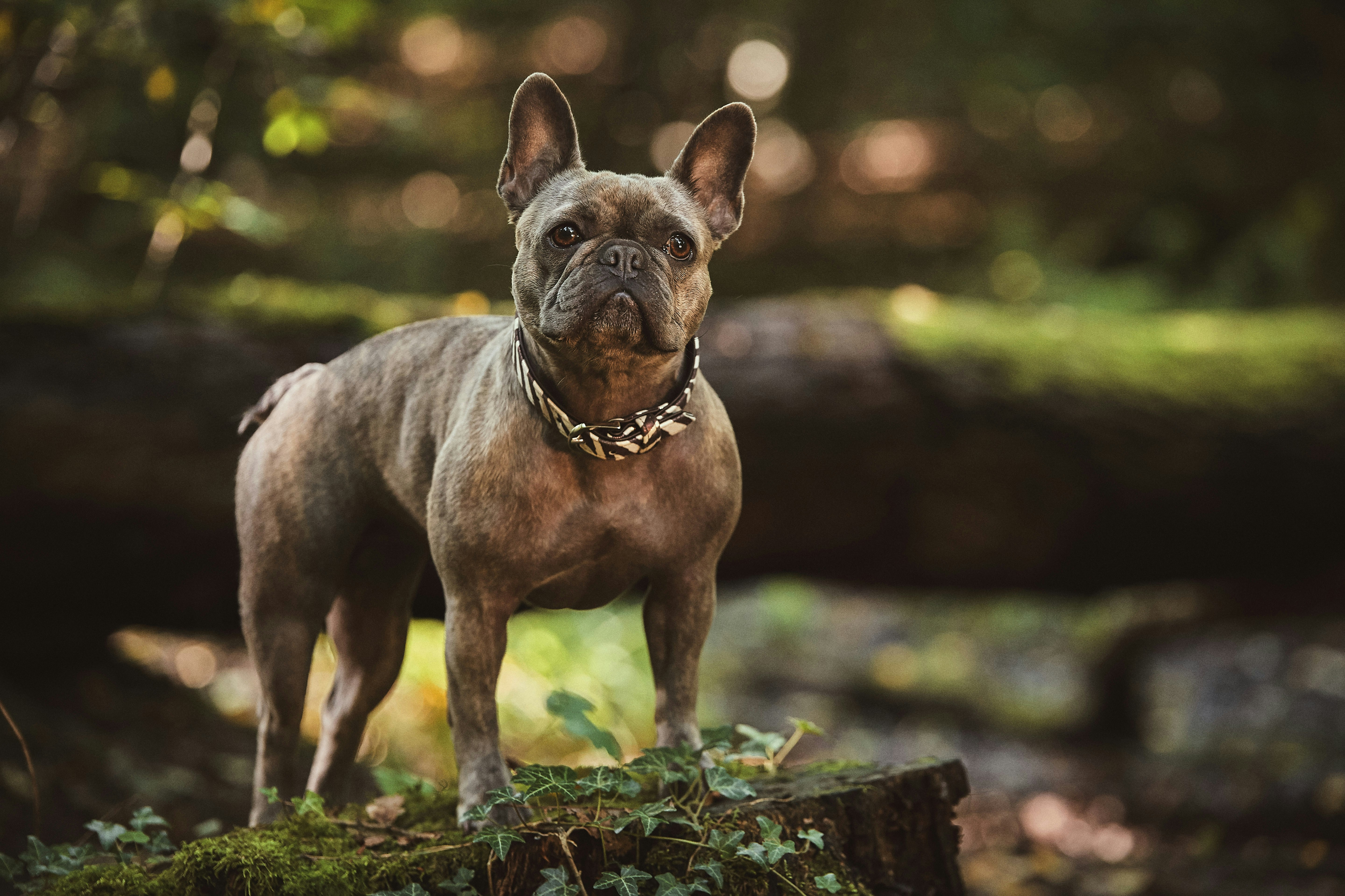 French Bulldog on Forest Tree Stump