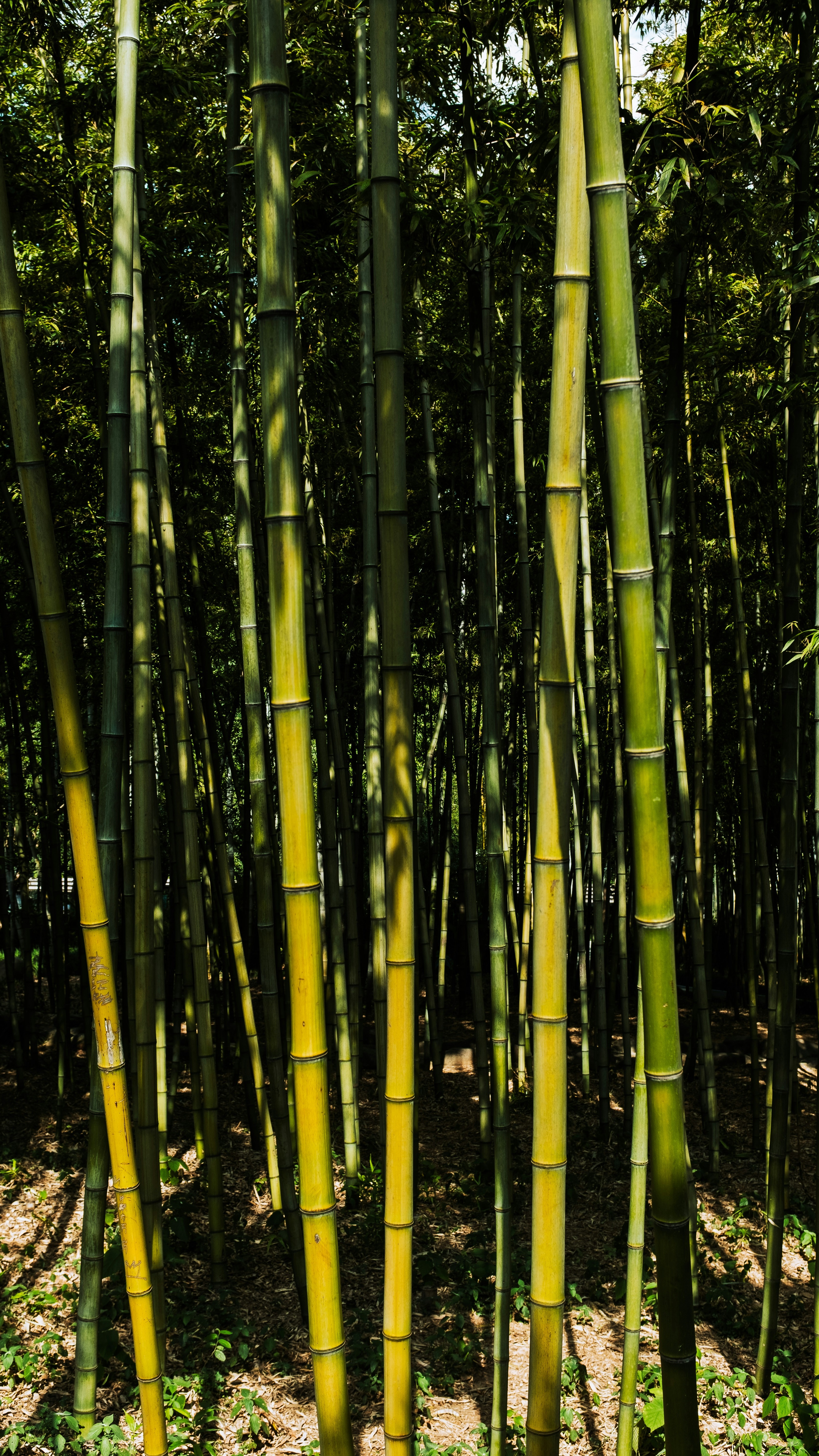 Dense Bamboo Forest