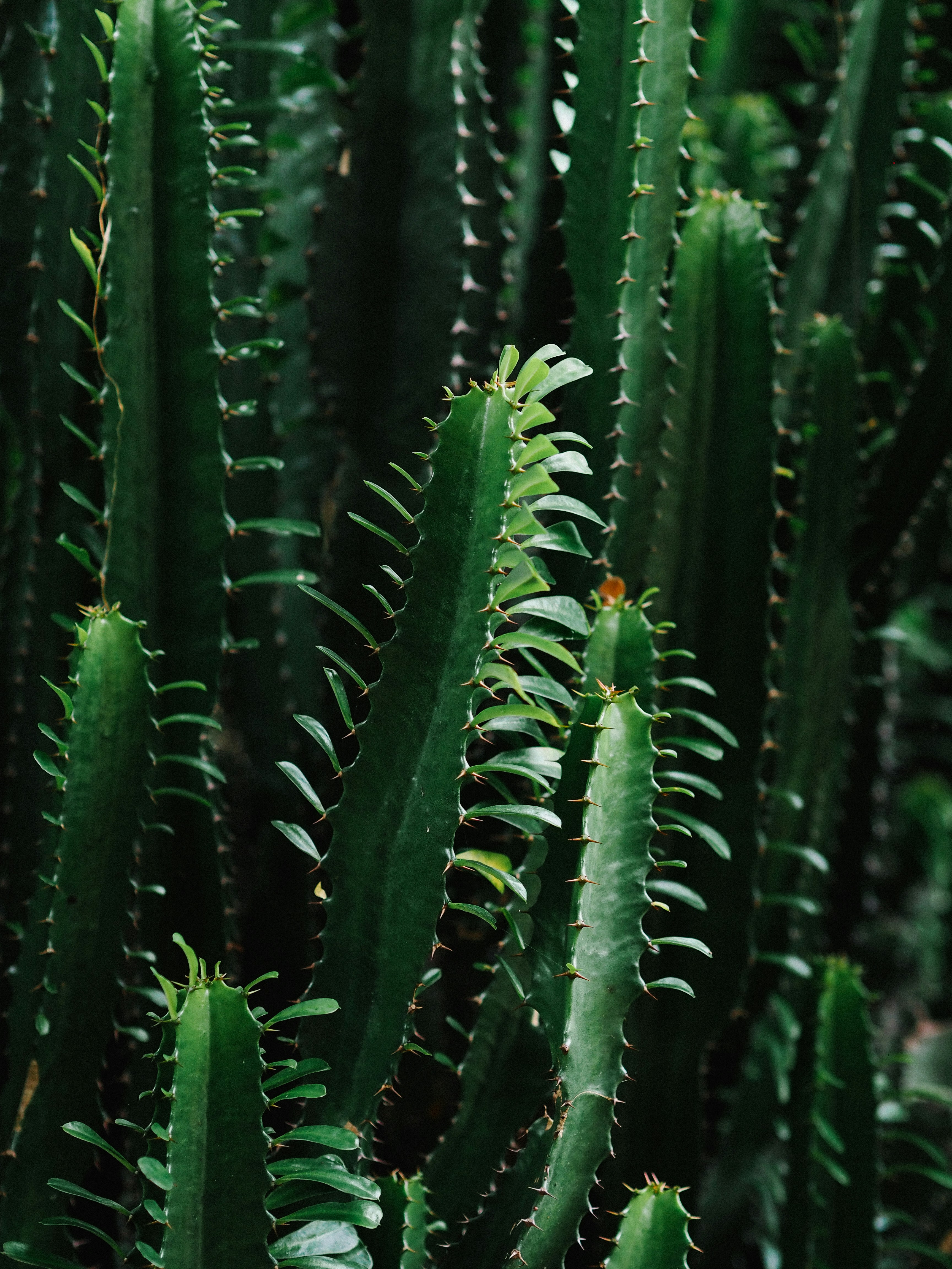 Clustered Green Thorny Cacti