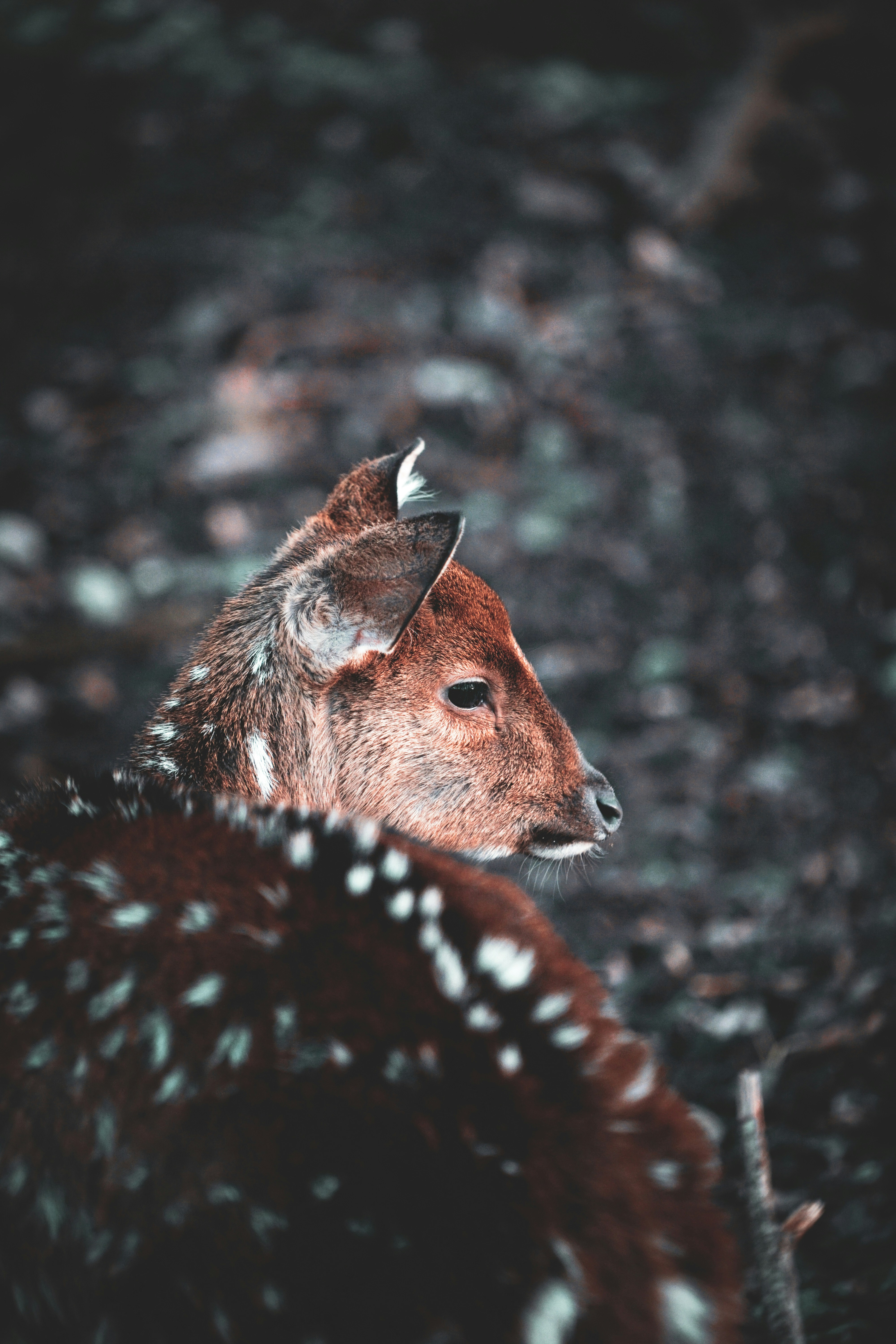 Side Profile of a Spotted Deer