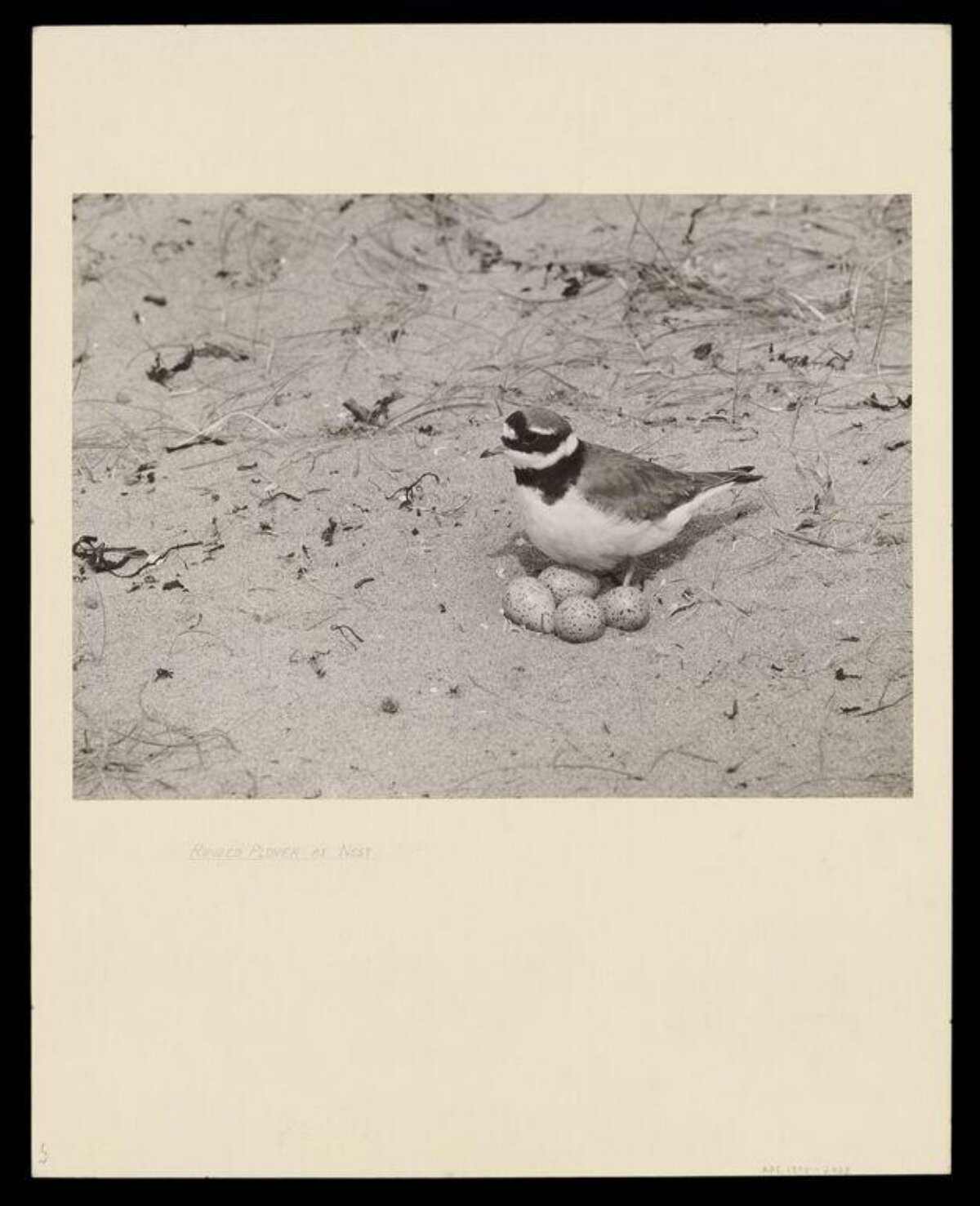 Ringed Plover At Nest