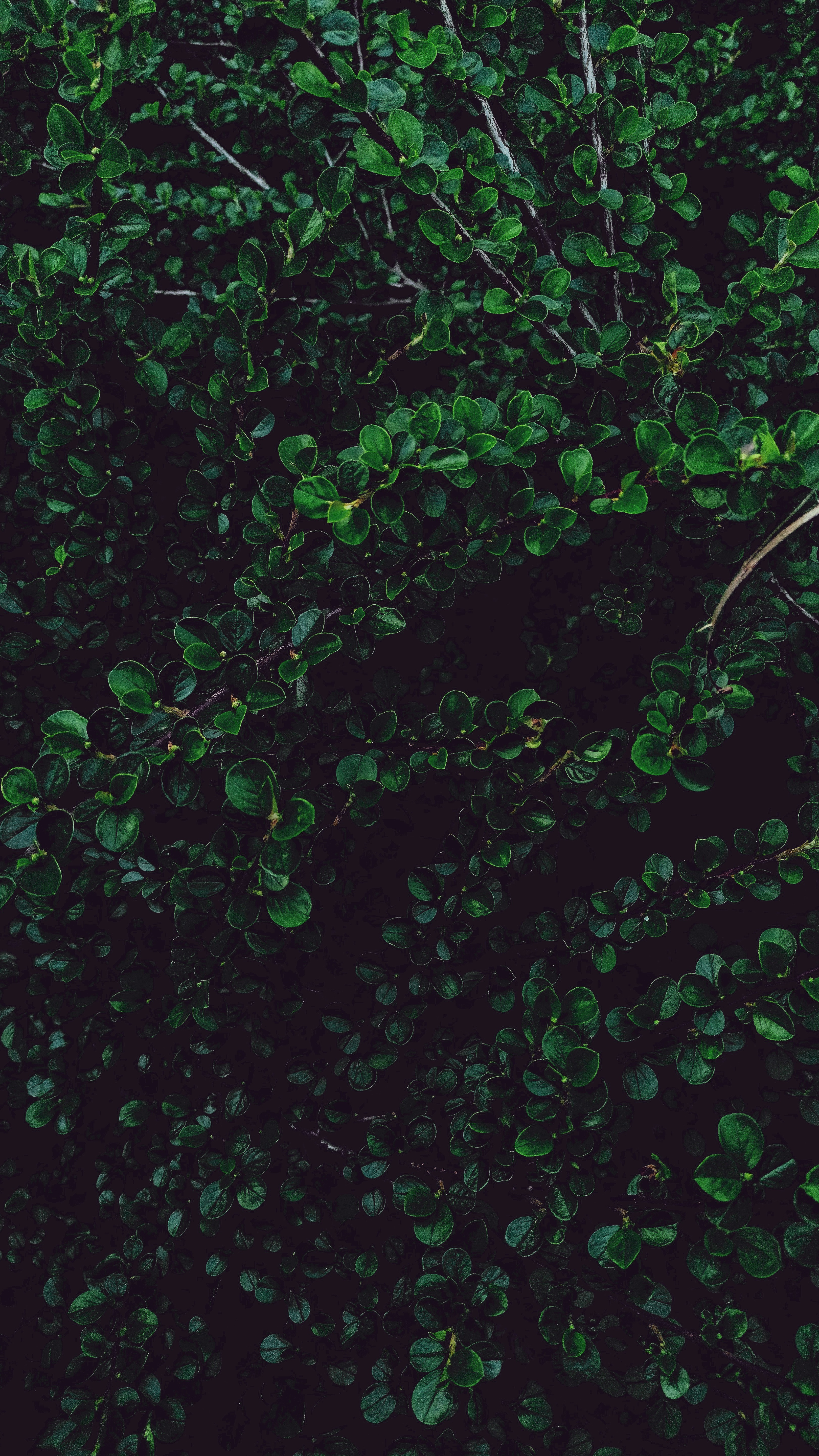 Wallpapers