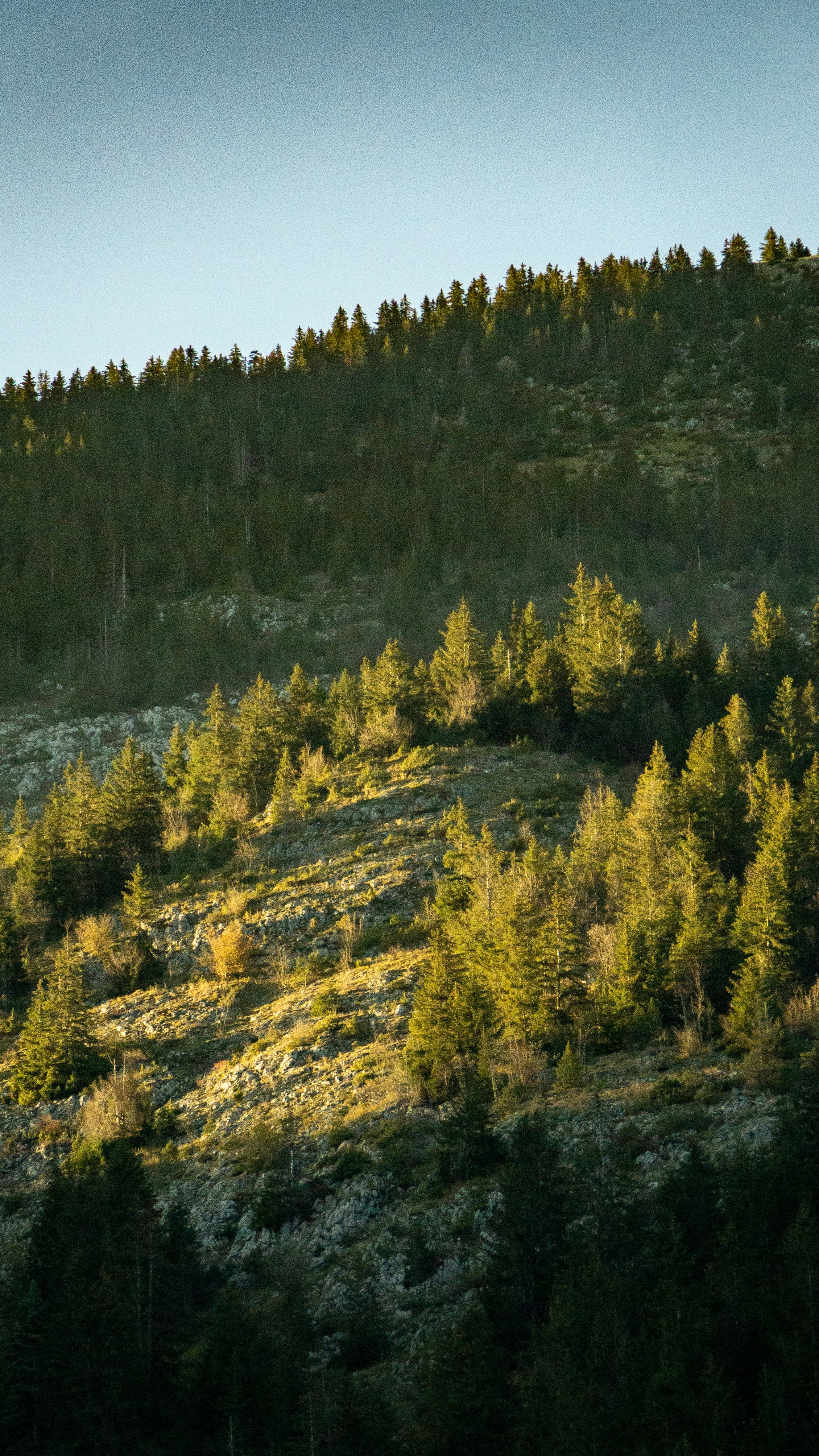 Sunlit Forested Mountain Slope