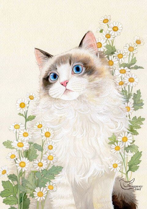 Ragdoll Cat Among Daisies
