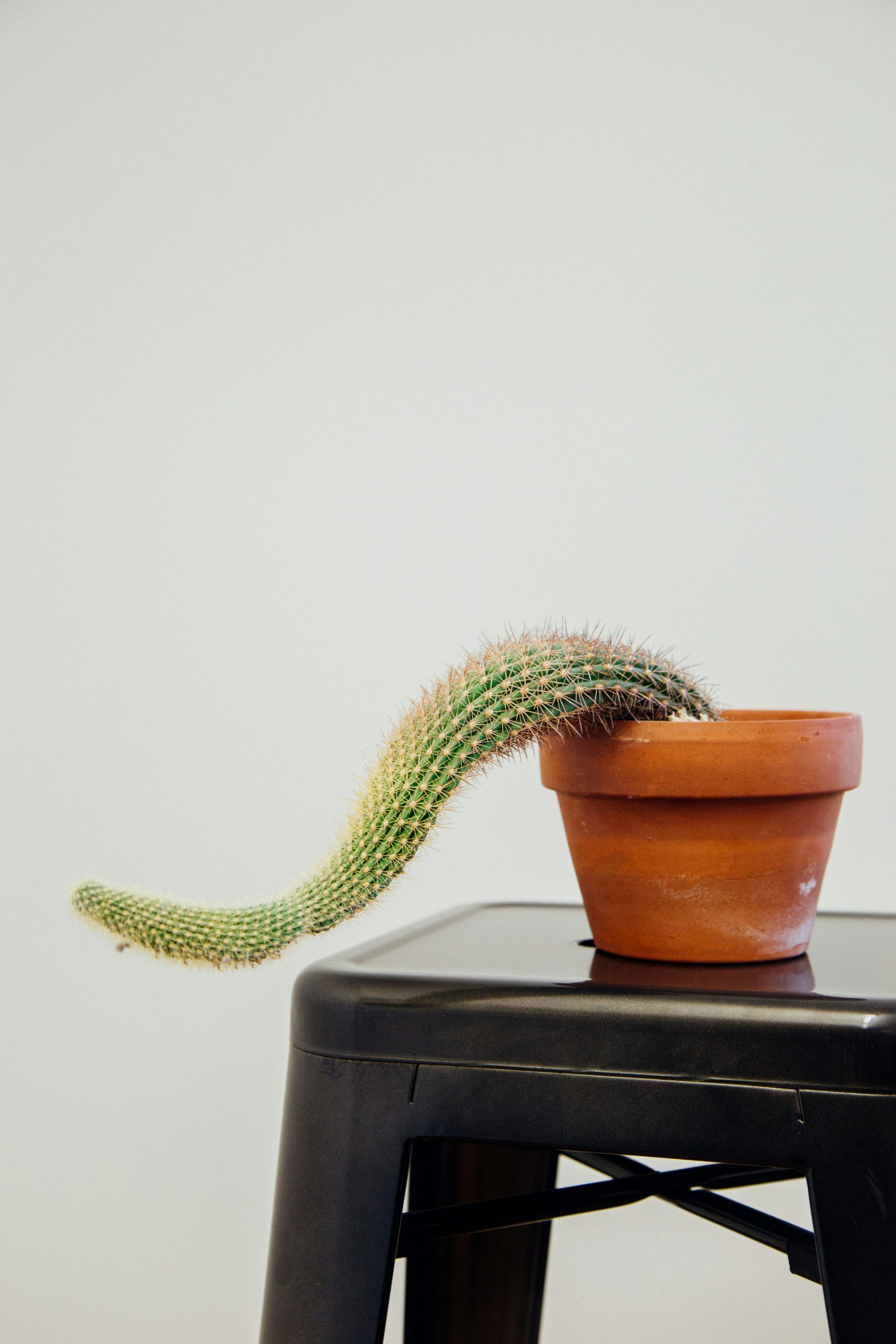 Bent Cactus in Terracotta Pot