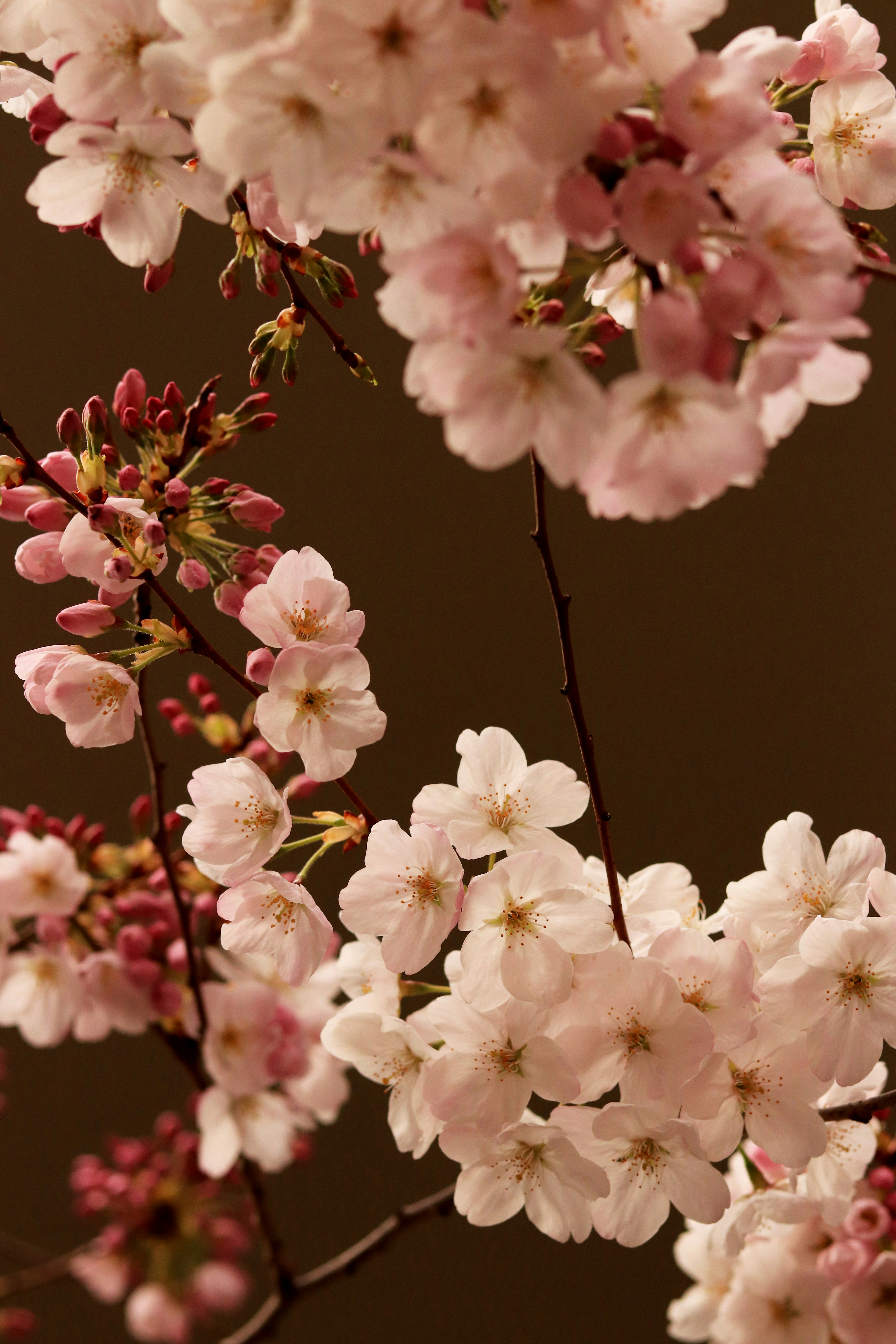 Pink Blooming Cherry Blossoms