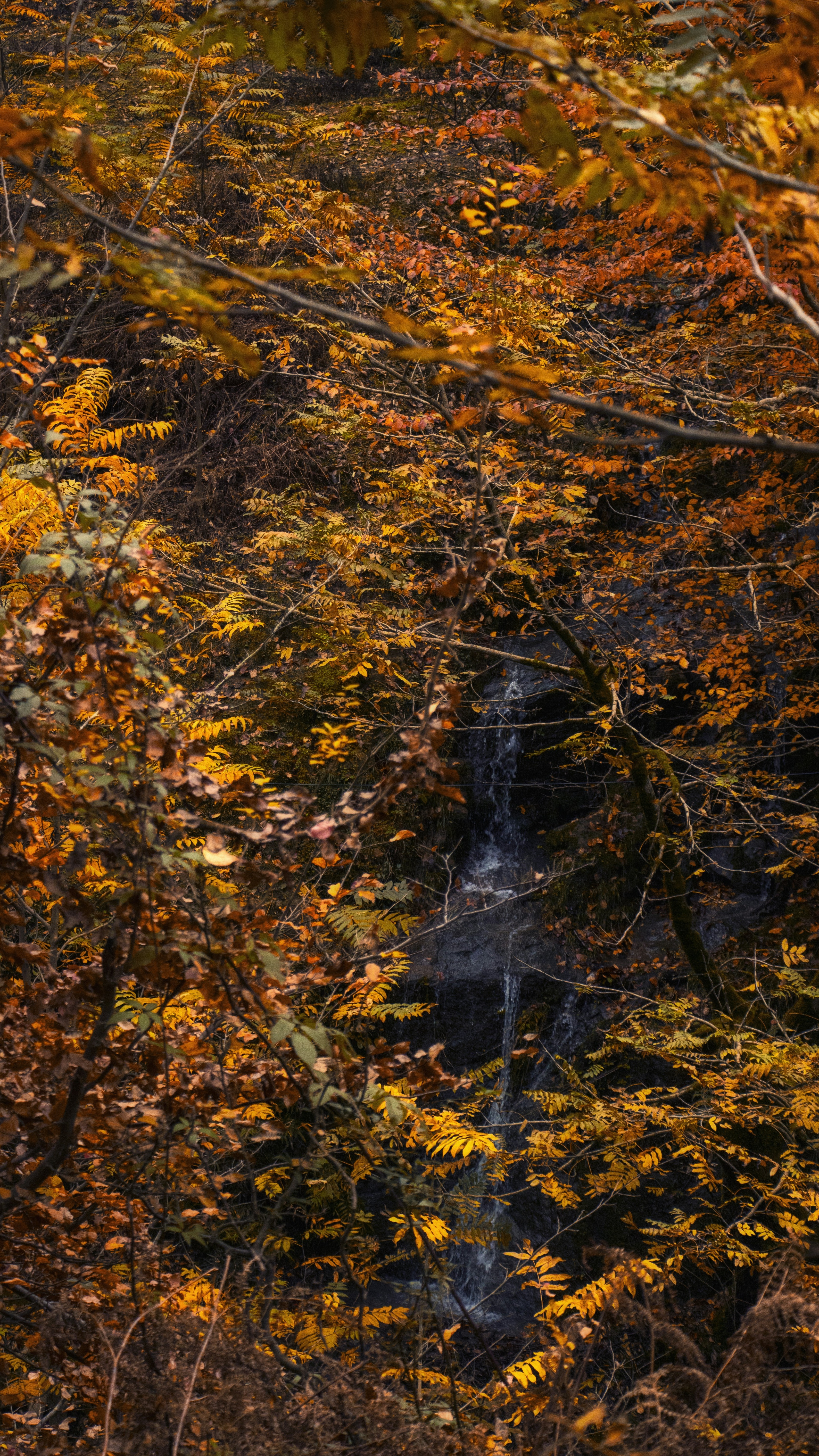 Hidden Waterfall in Autumn Forest