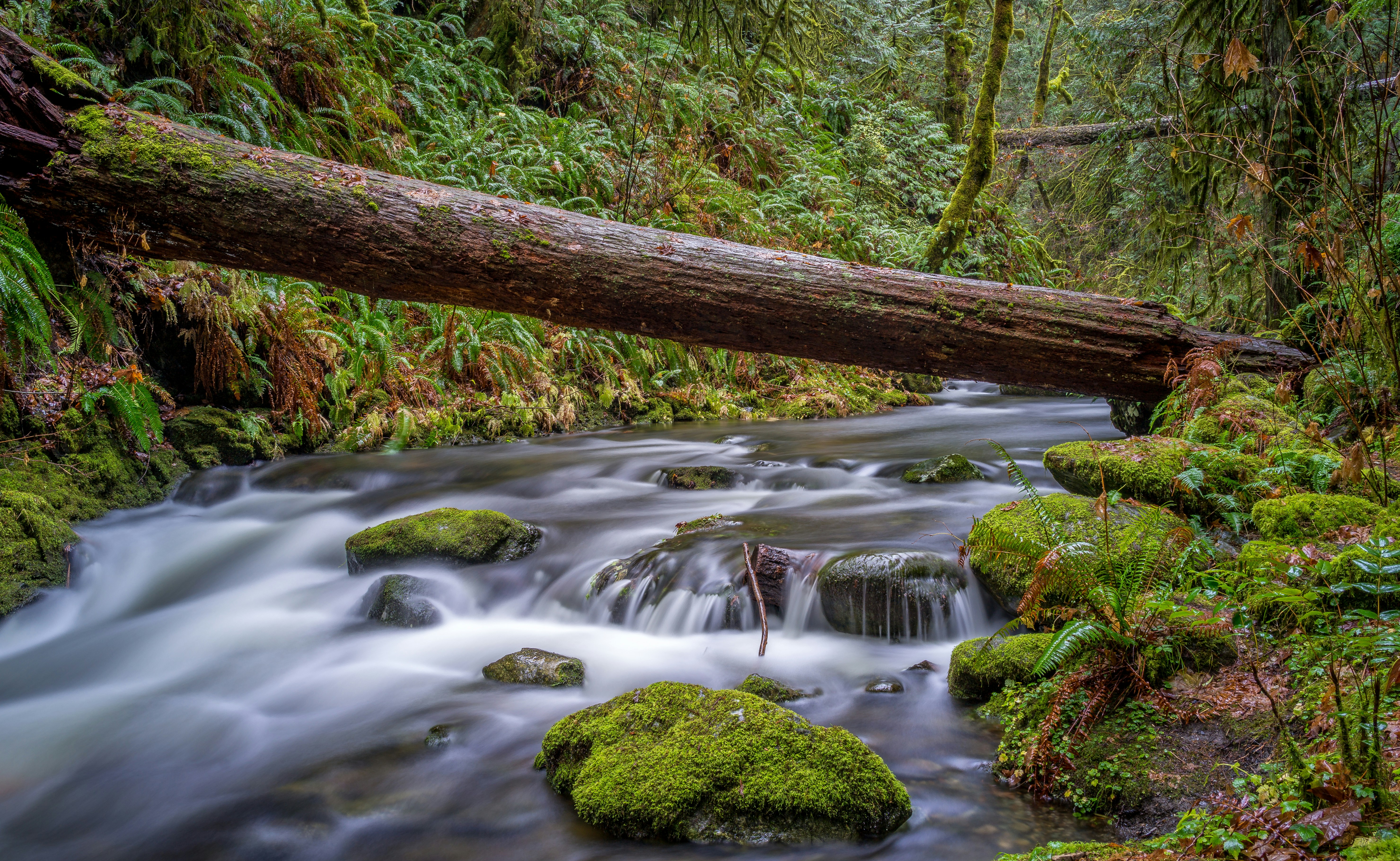 Fallen Log Over Forest Stream