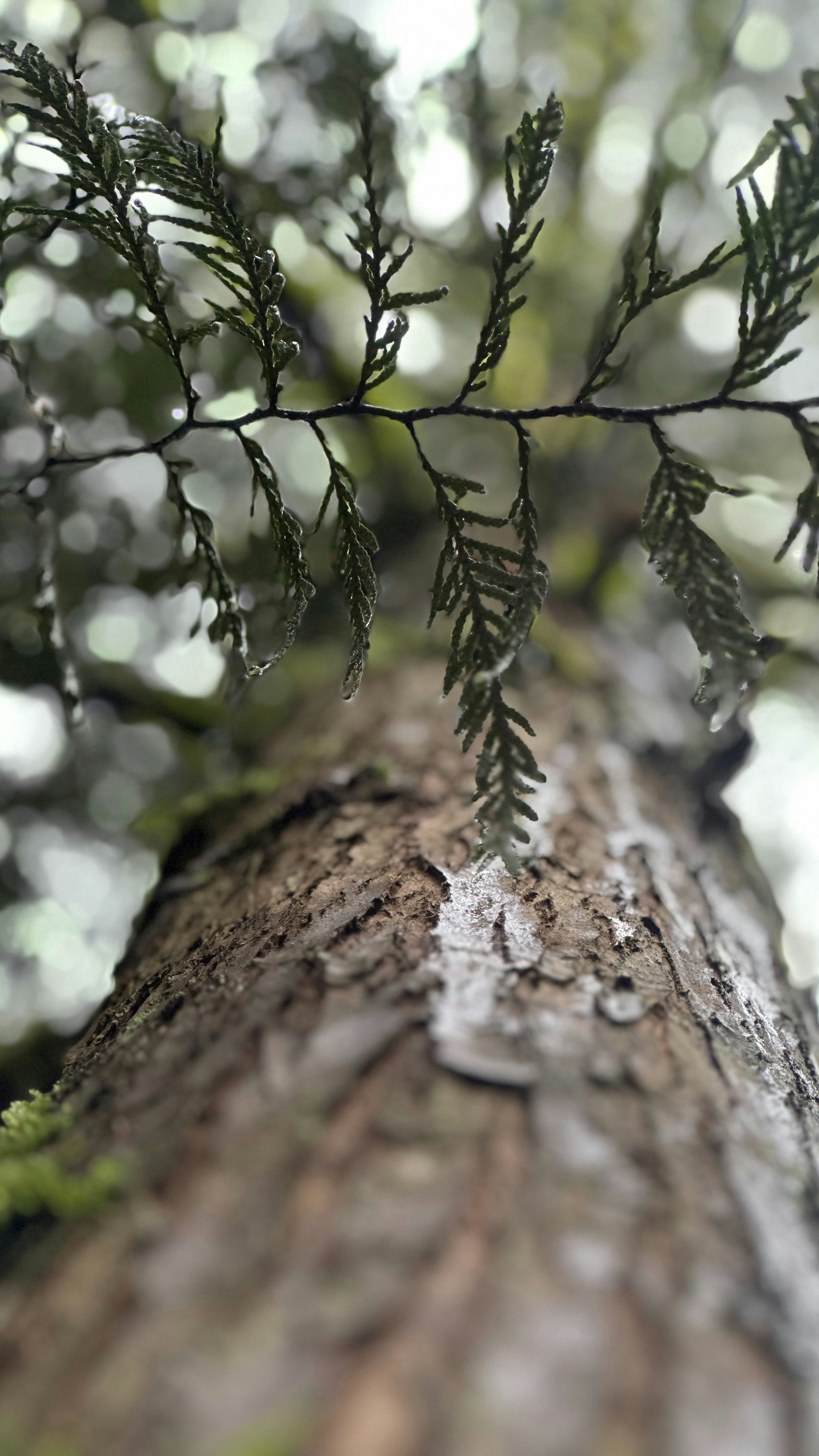 Forest Tree Trunk and Cedar Branch
