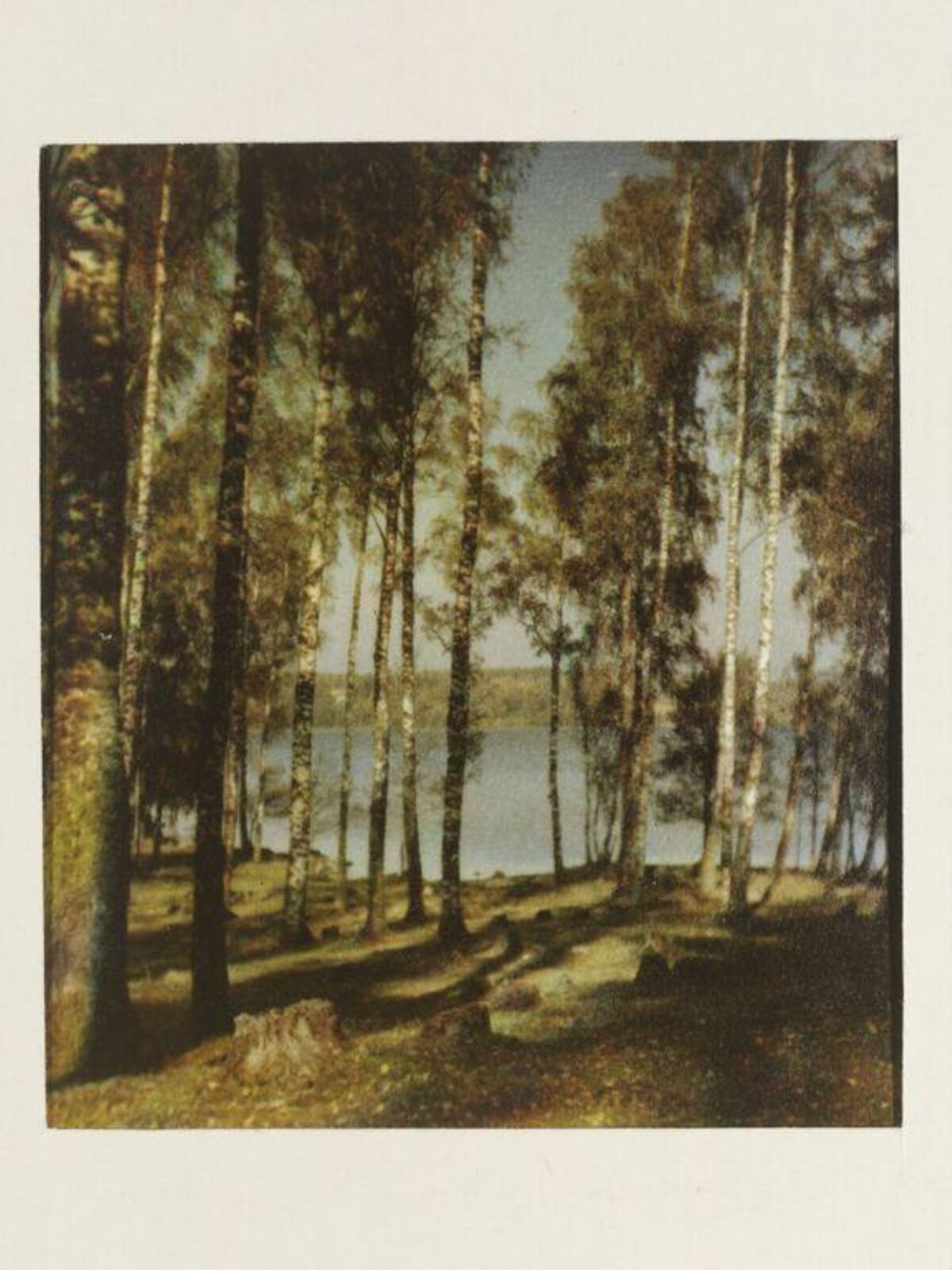 Birch Forest Lakeside Landscape