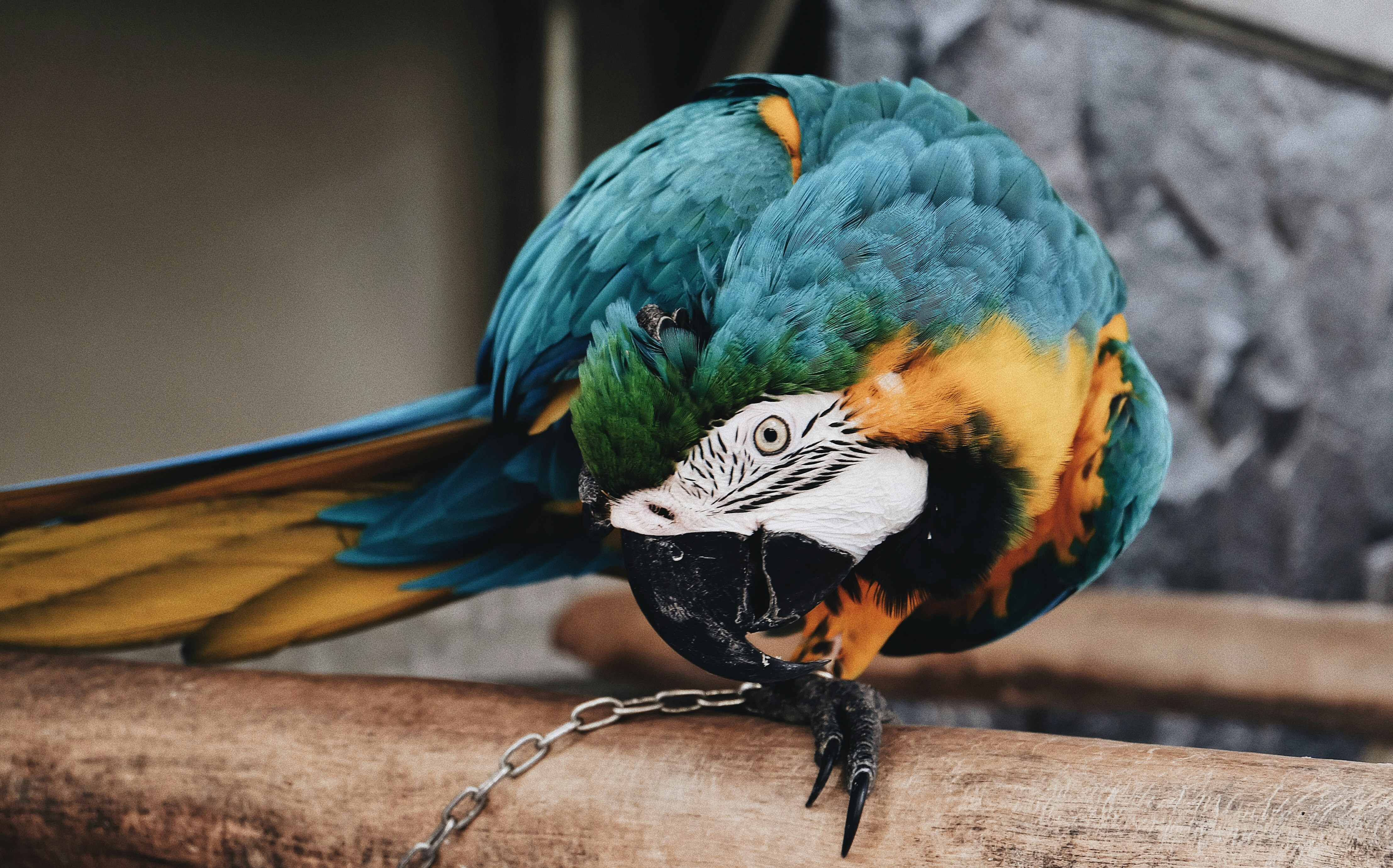 Blue-and-yellow Macaw on Perch