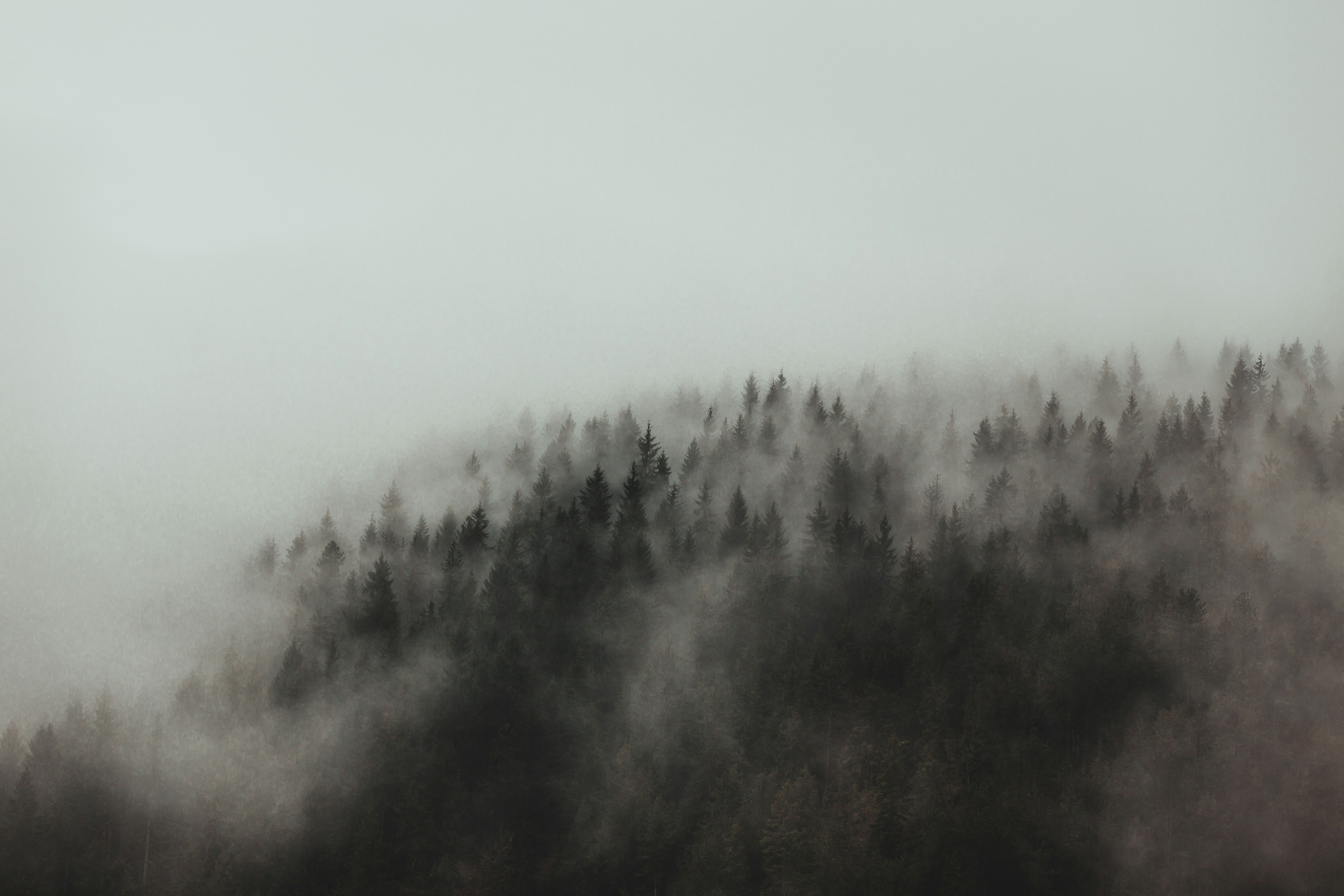 Foggy Hillside Forest