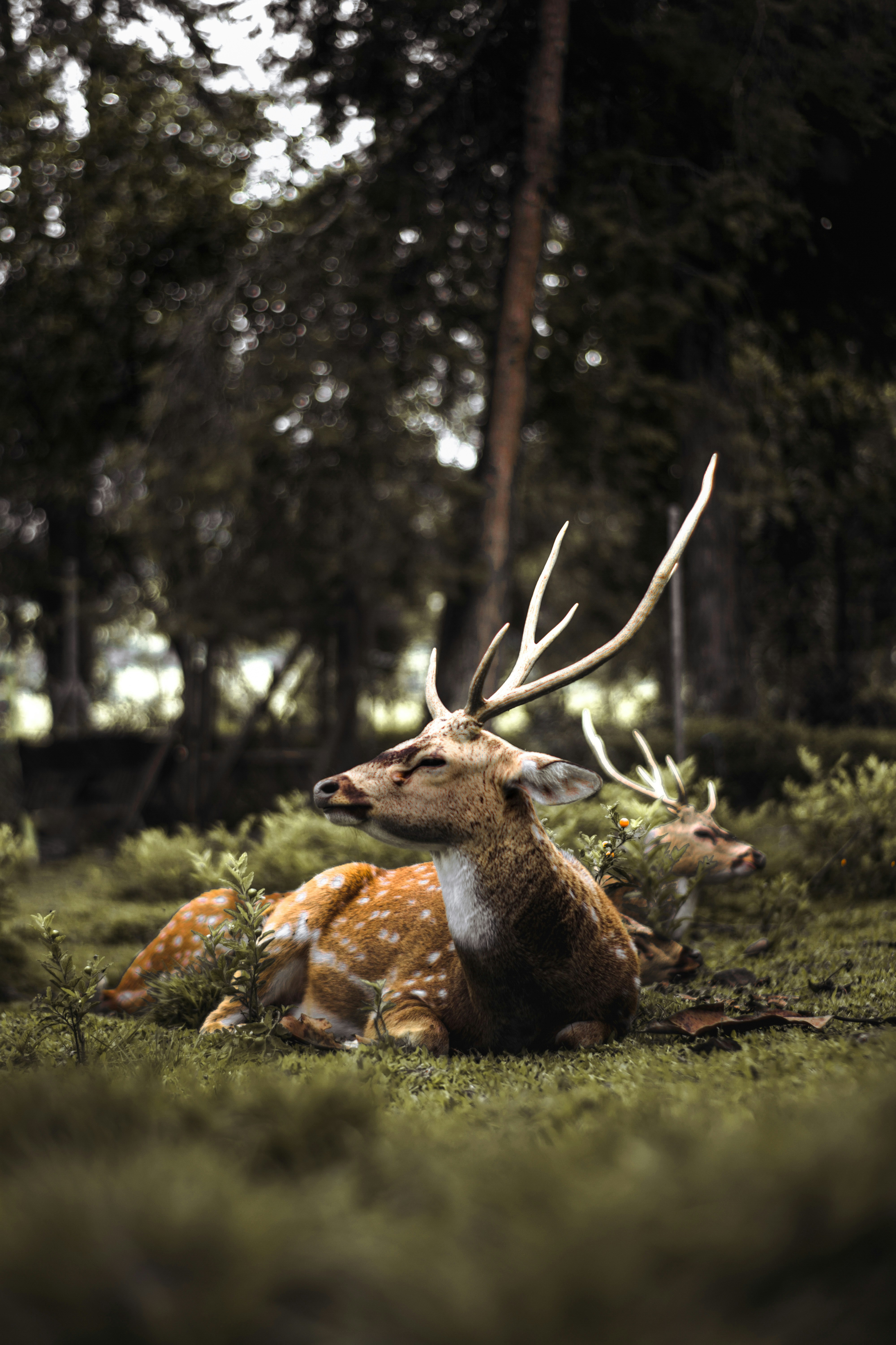 Two Spotted Deer Resting in Forest