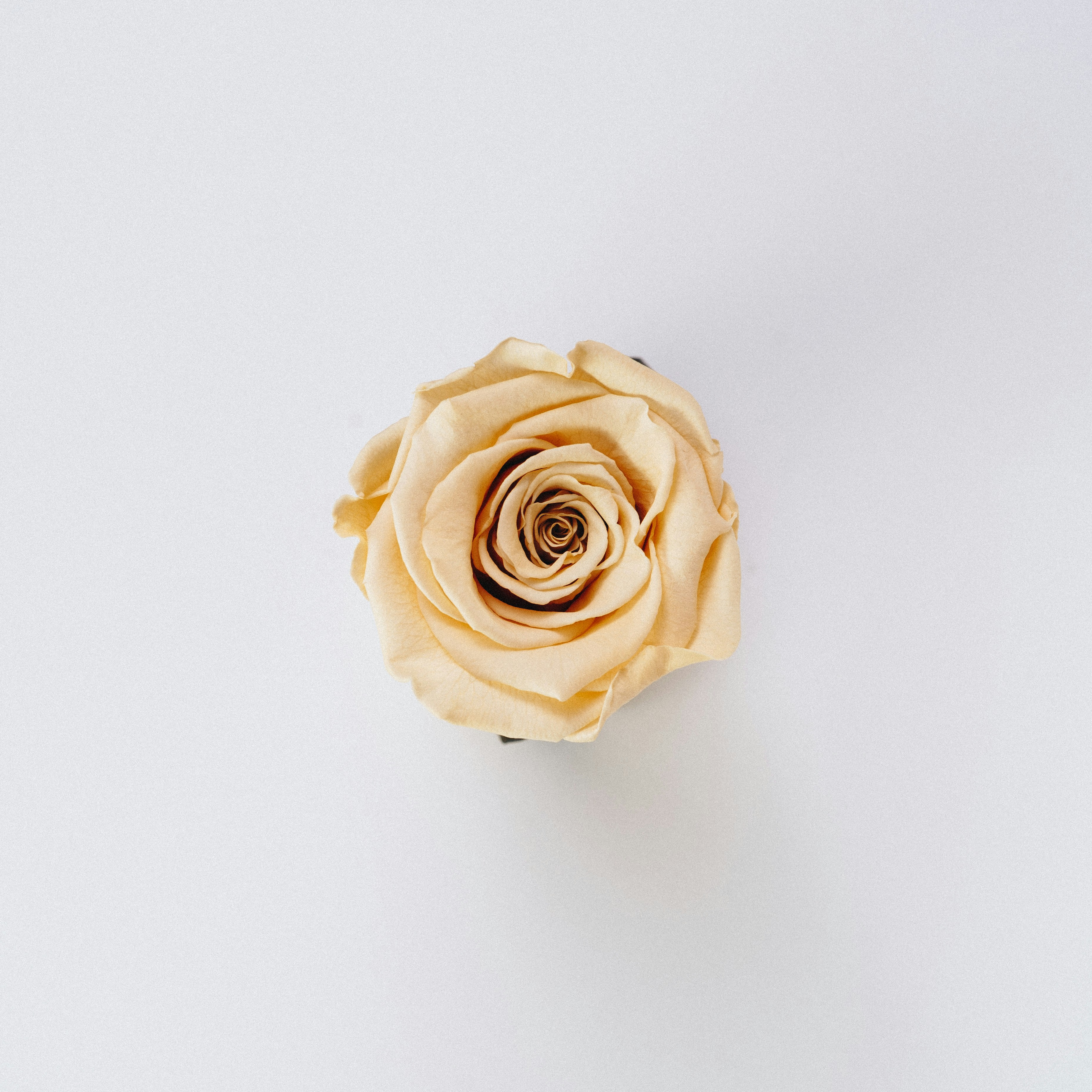 Champagne Rose on Plain Background — Plant Encyclopedia