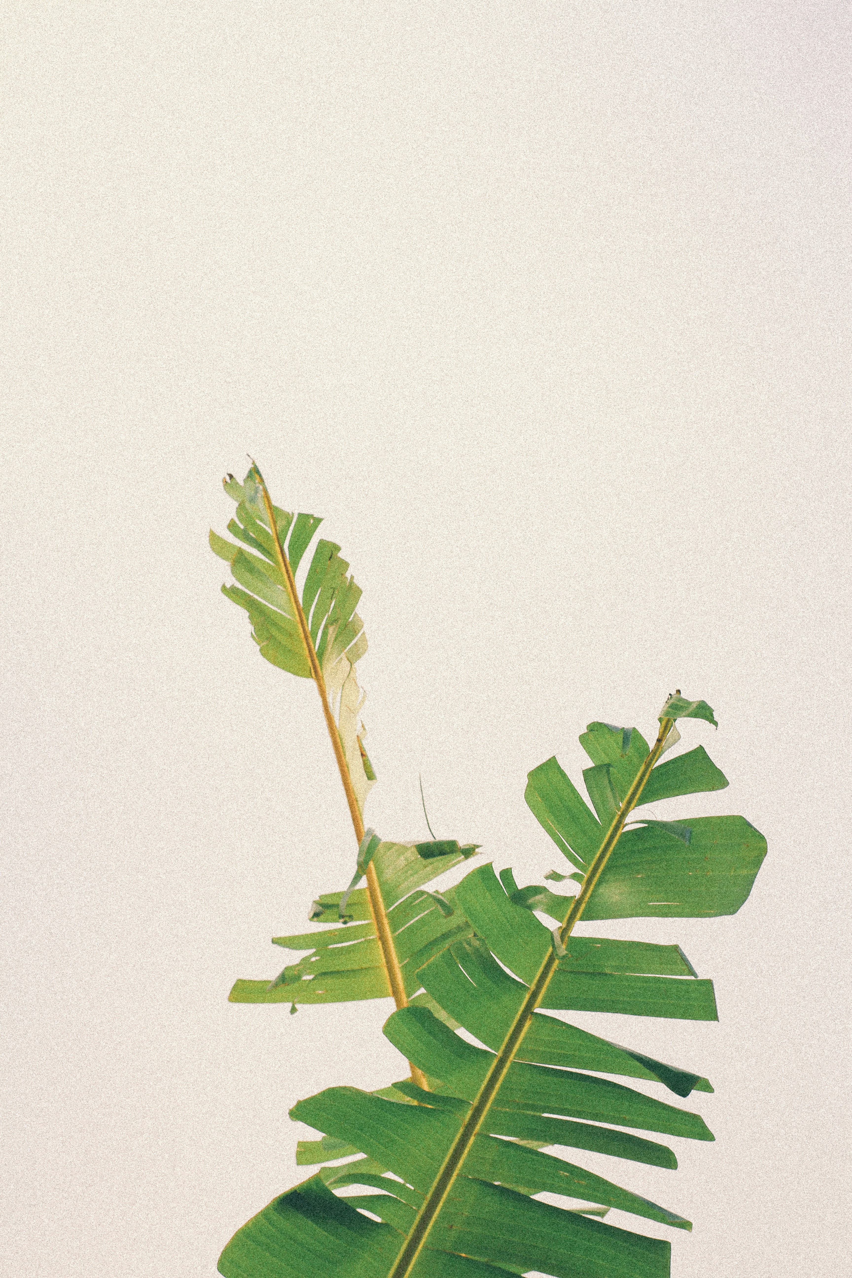 Two Banana Leaves Against Plain Background