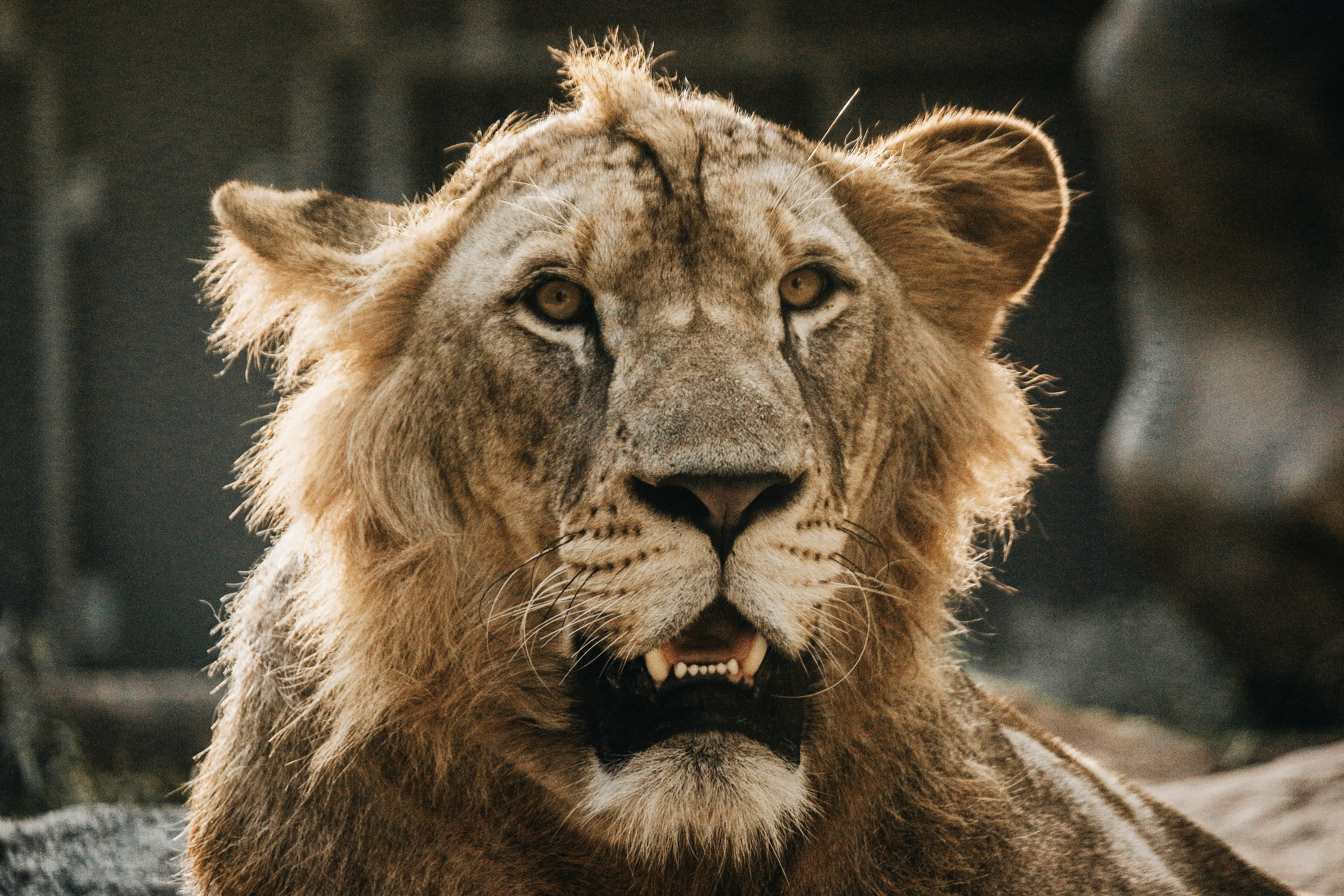 Close-up Portrait of a Male Lion