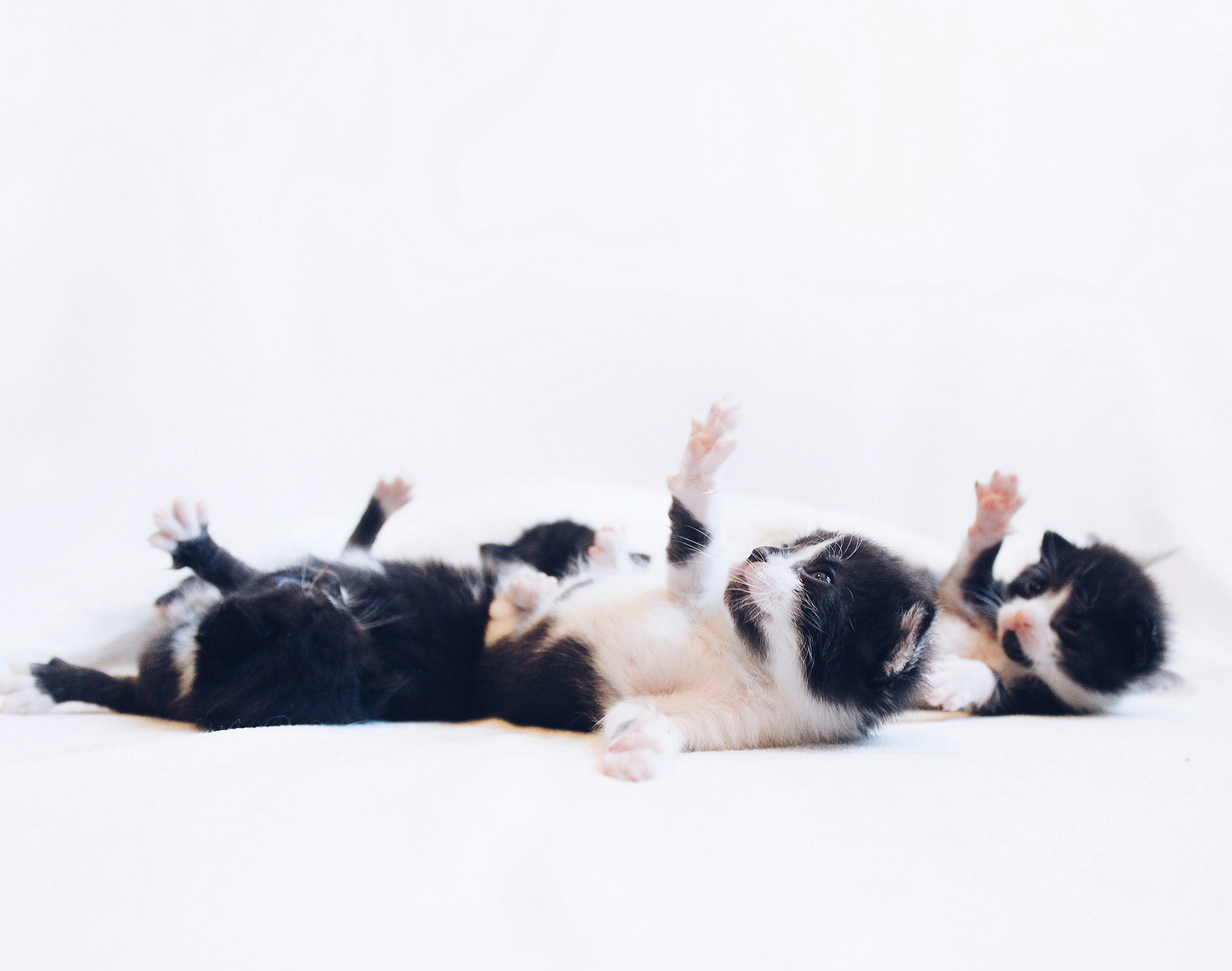 Three Black and White Kittens Lying On Backs