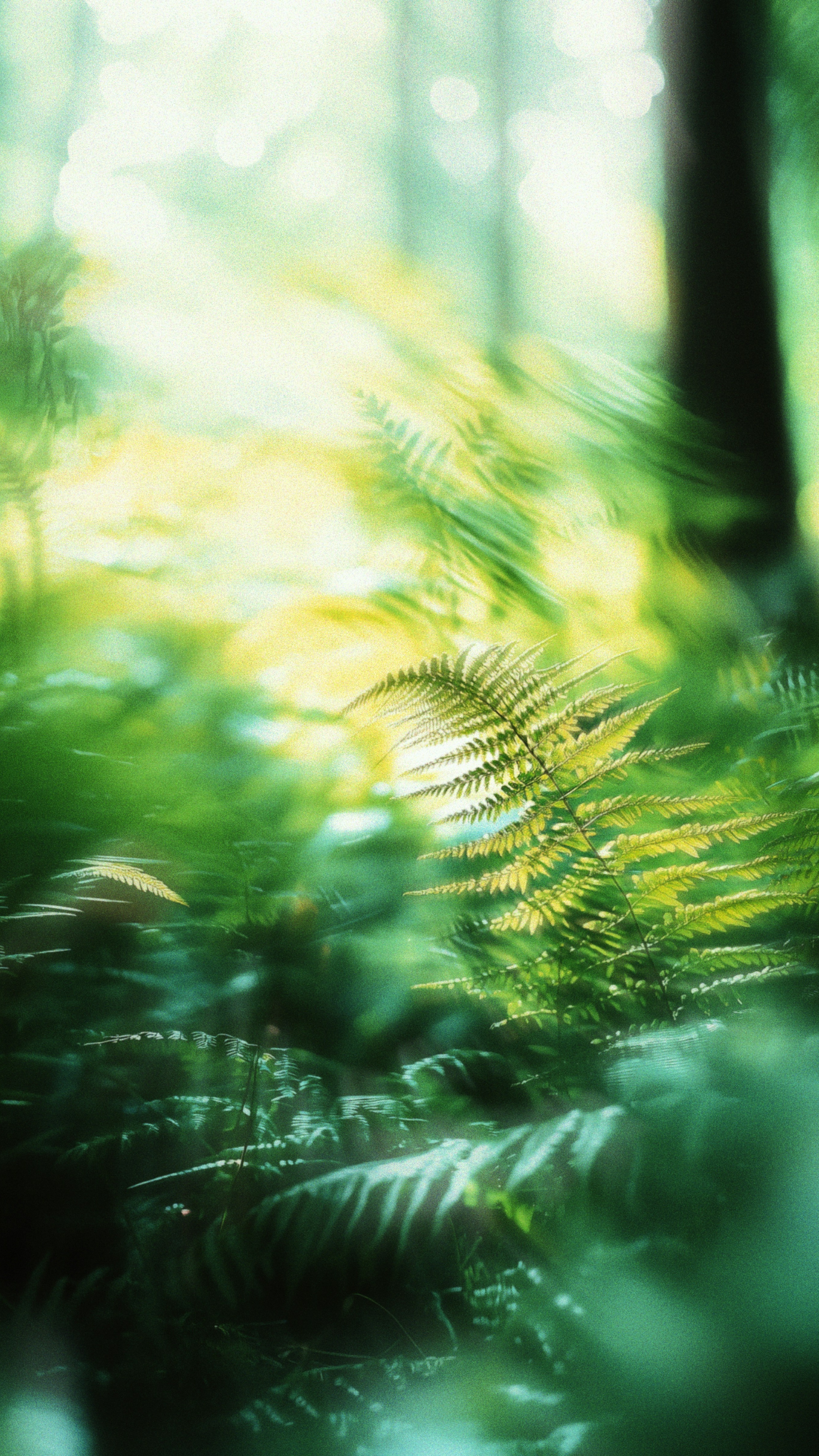 Wallpapers