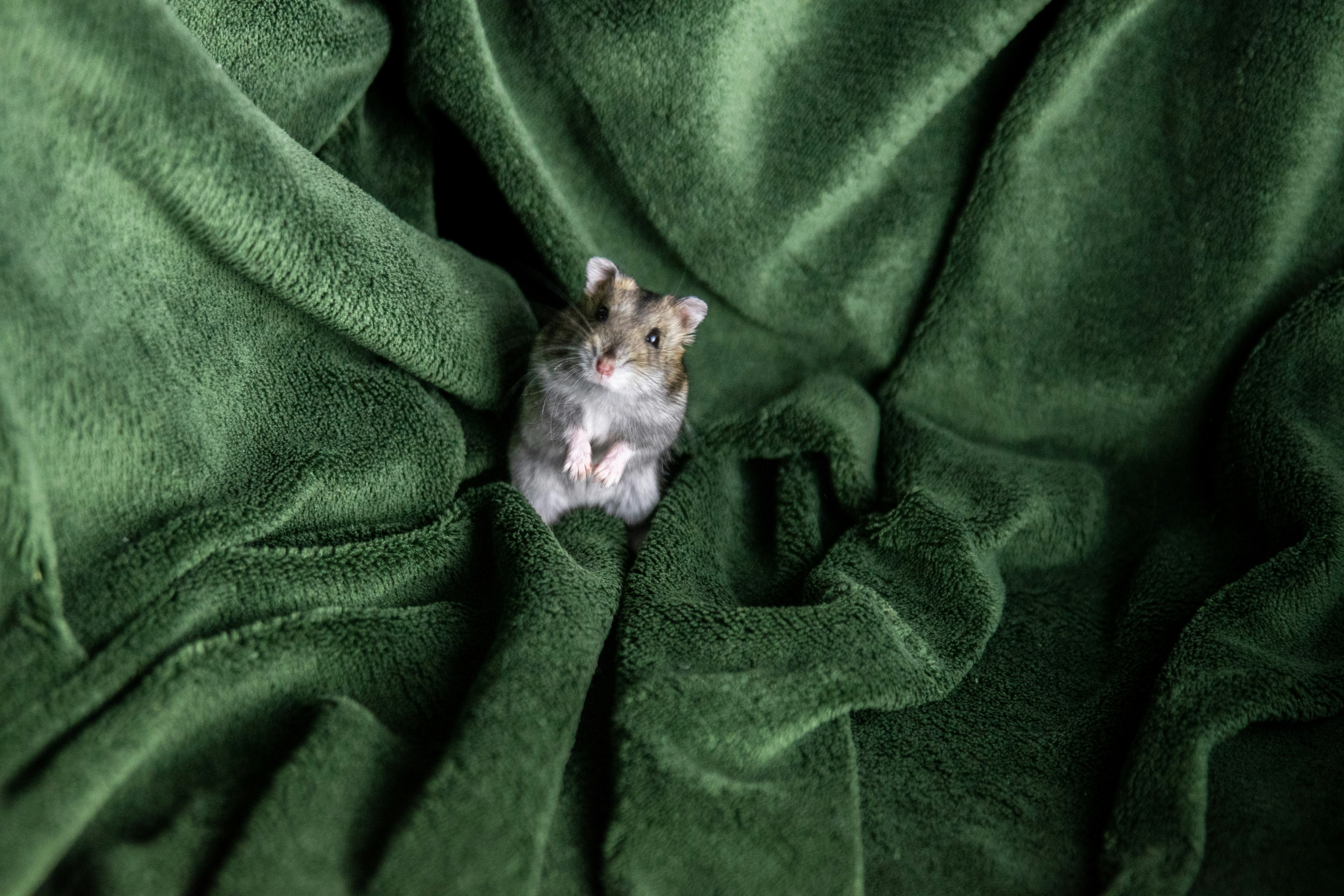 Hamster on Green Fleece Blanket — Phone Backgrounds