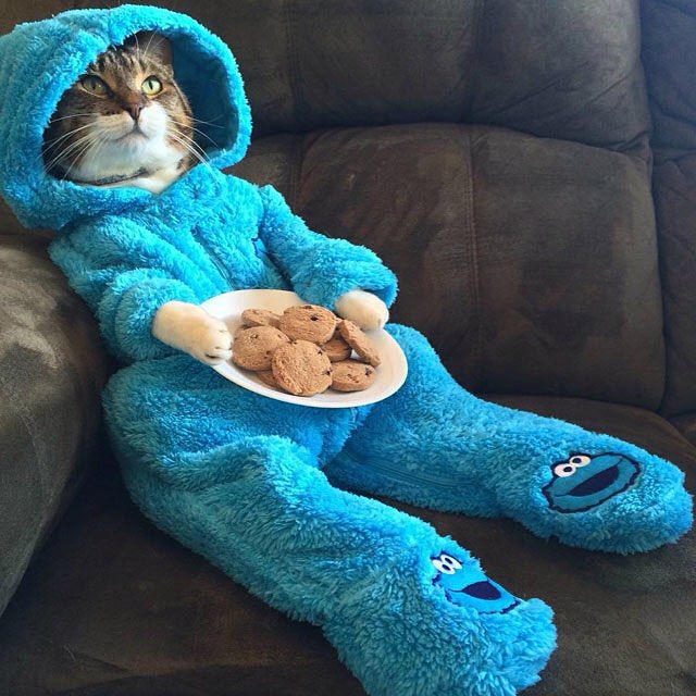 Cat in Cookie Monster Onesie with Cookies — Funny