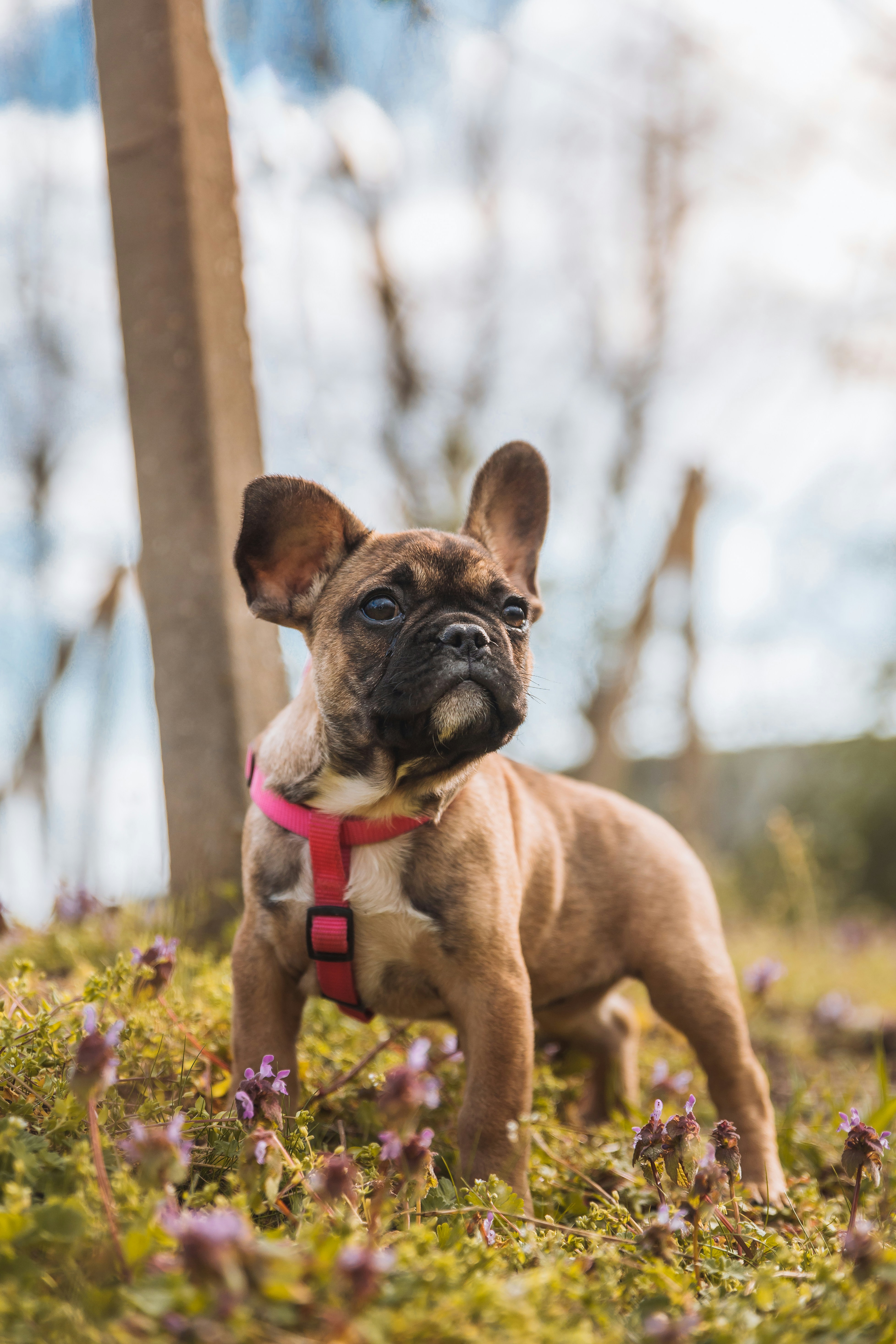 French Bulldog Puppy Outdoors