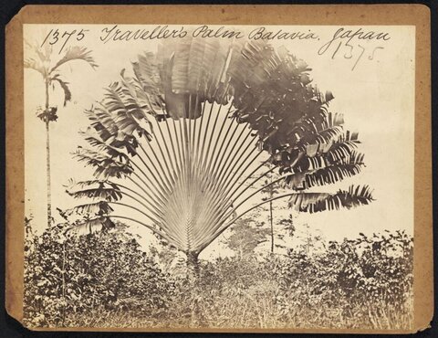 Vintage Traveller's Palm Photograph