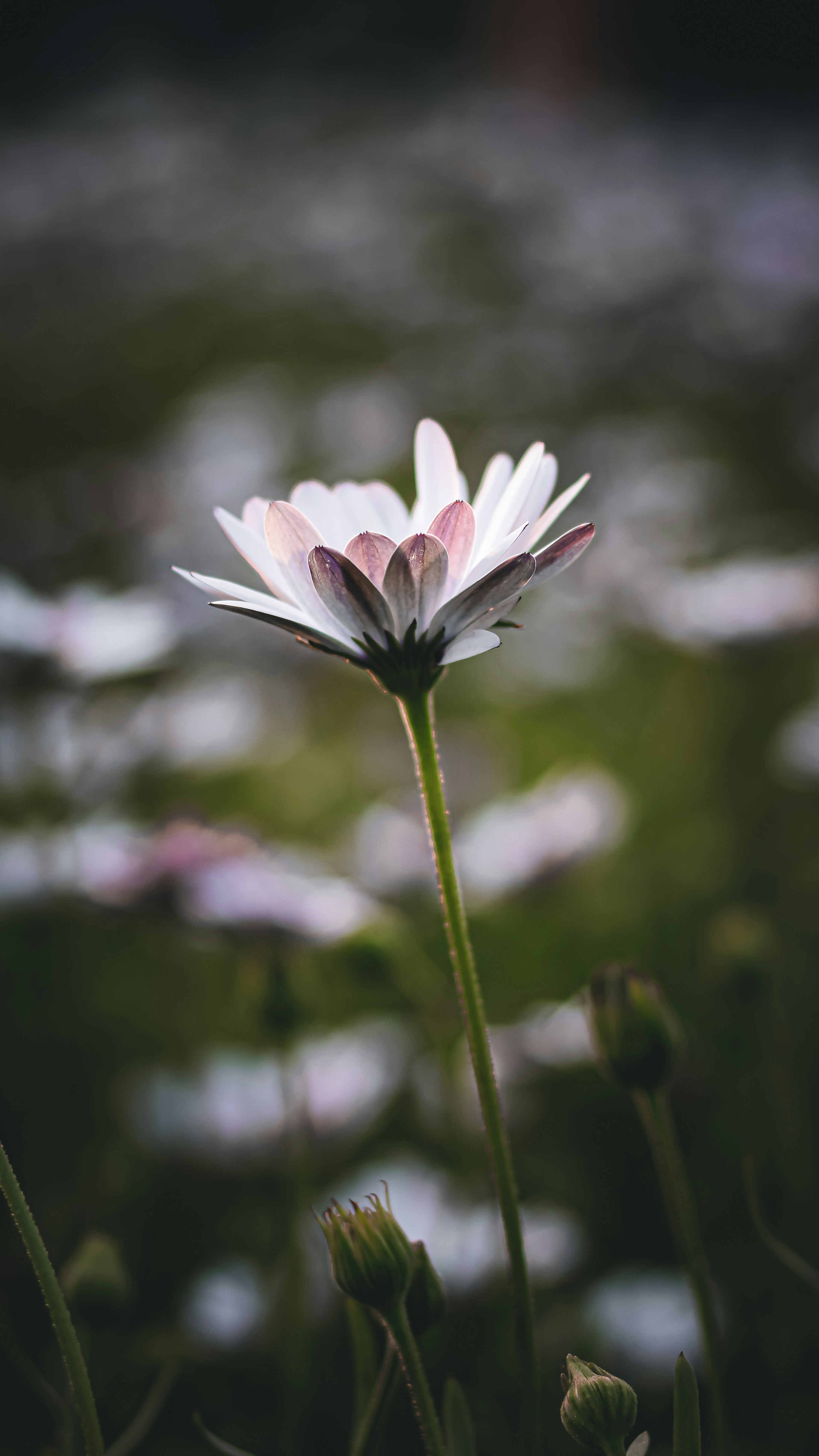 Backlit White Daisy Flower