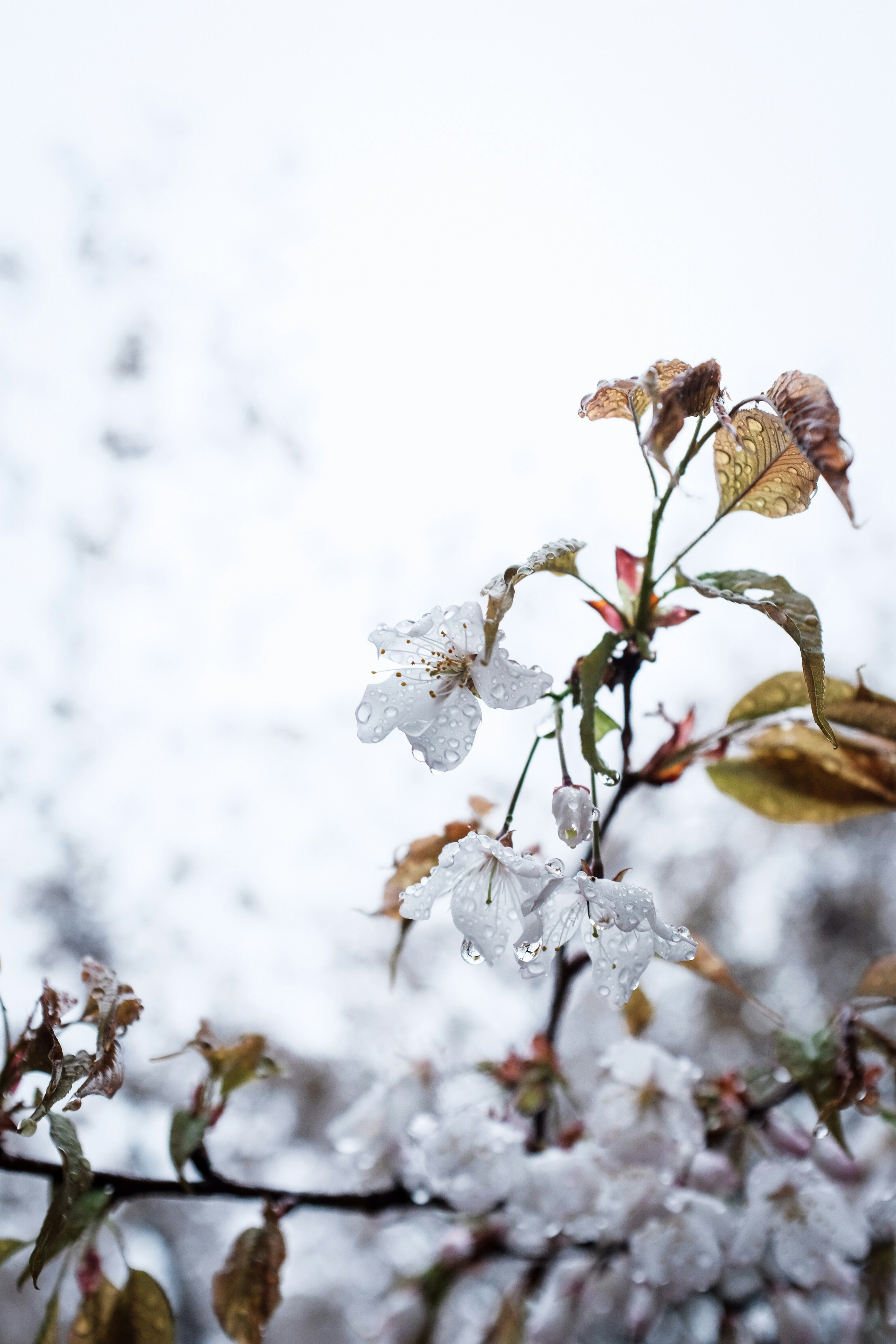 Rain-soaked White Cherry Blossoms