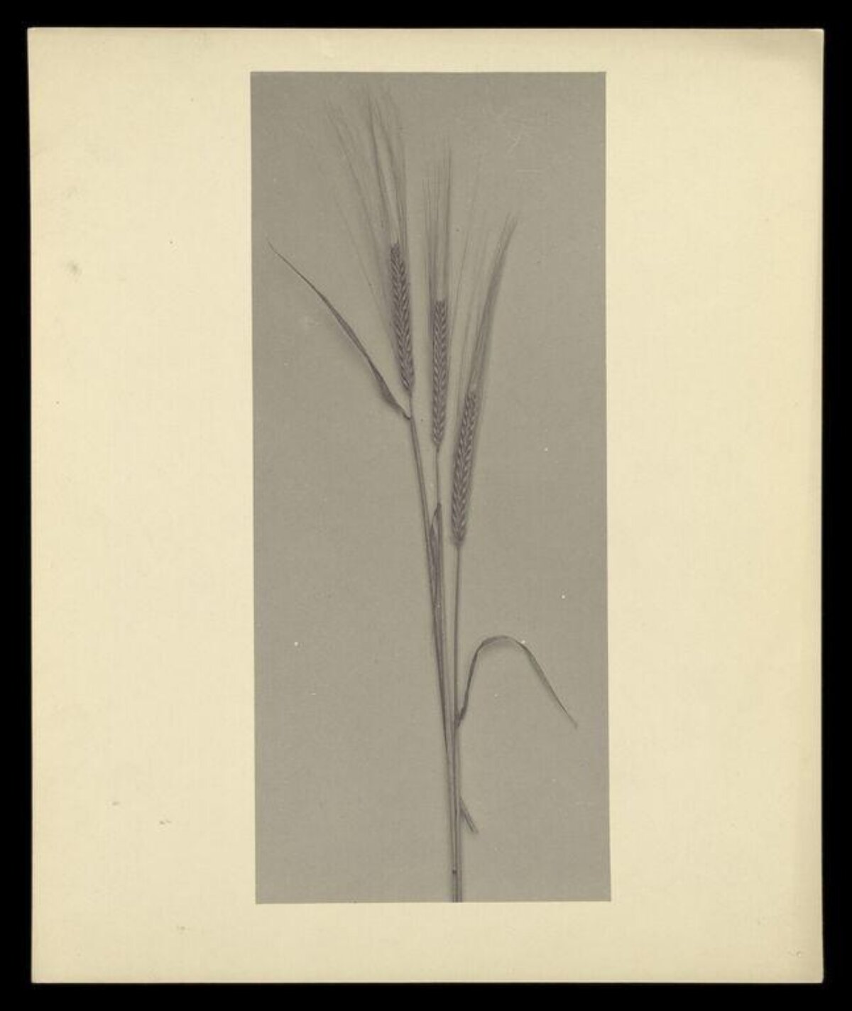 Pressed Barley Botanical Specimen