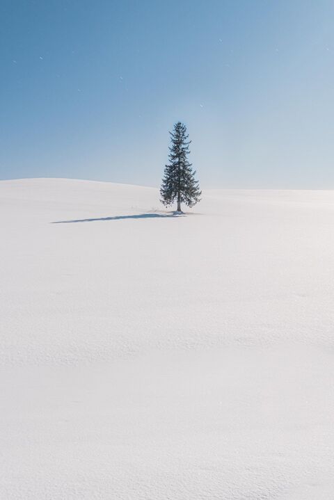 Lone Pine on Snowy Hill
