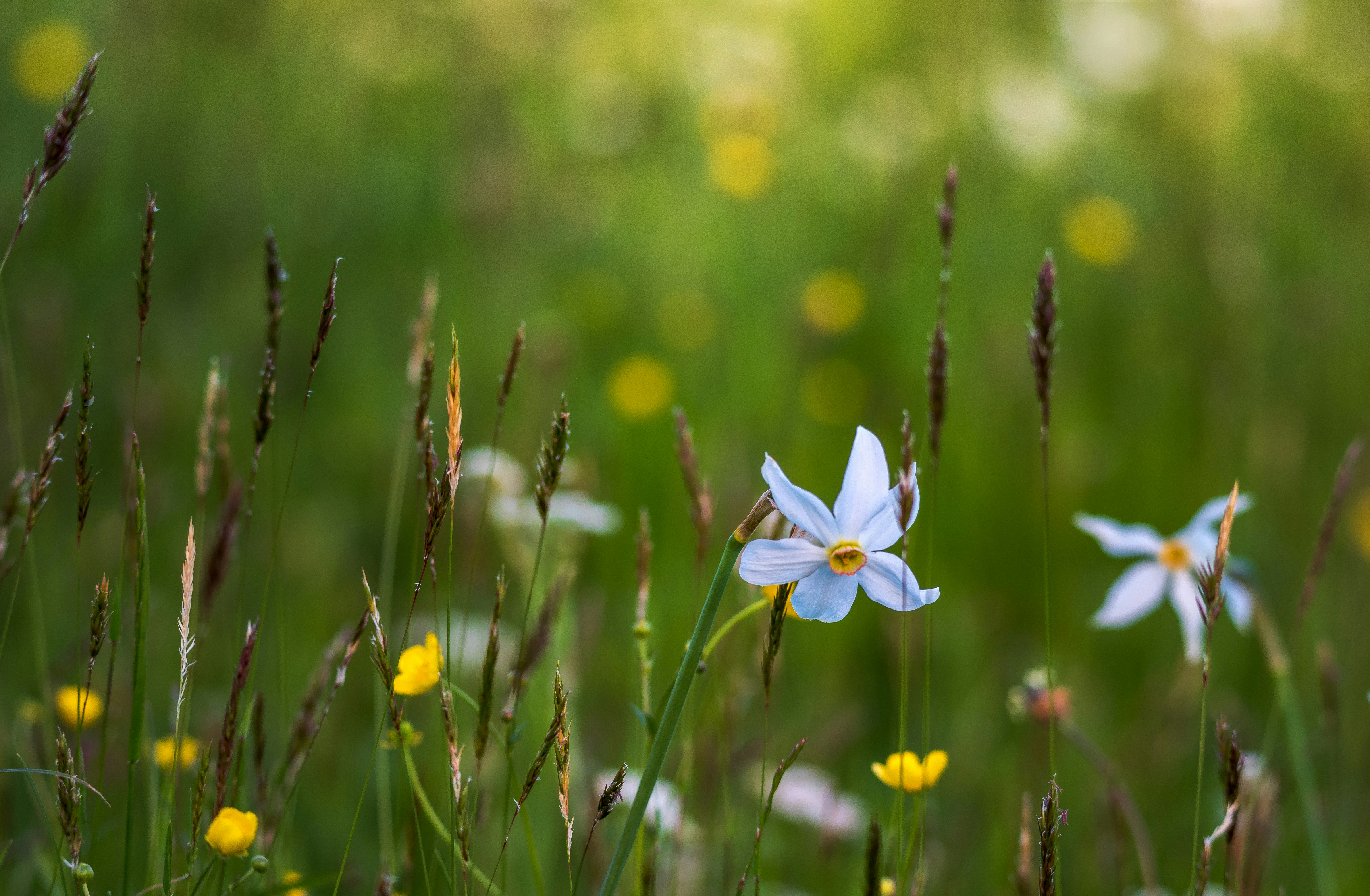 Light Blue Wildflower in Meadow