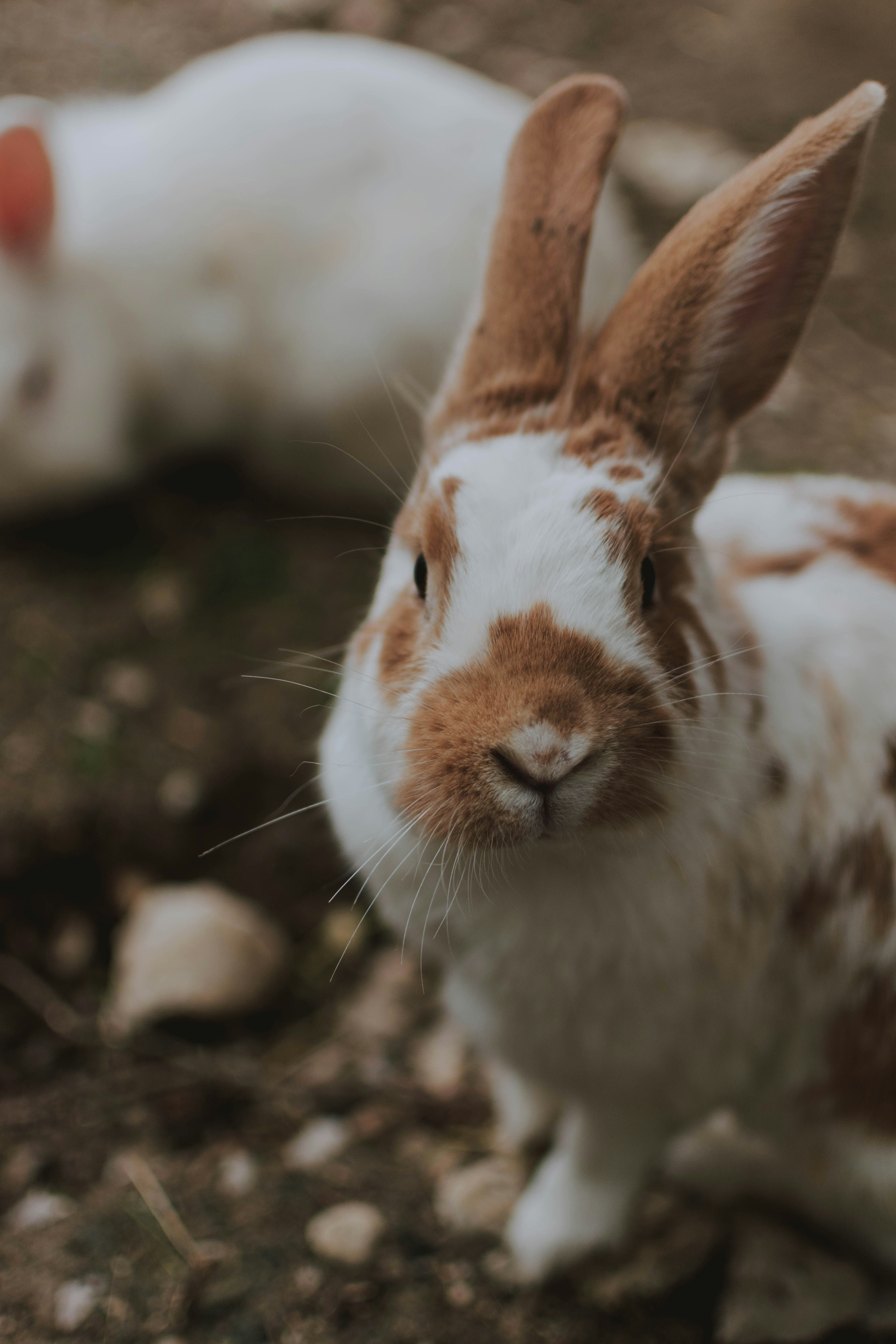Two Rabbits Resting Outdoors