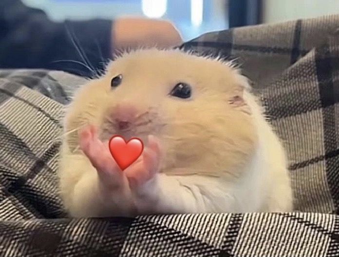Cute Hamster Holding Red Heart