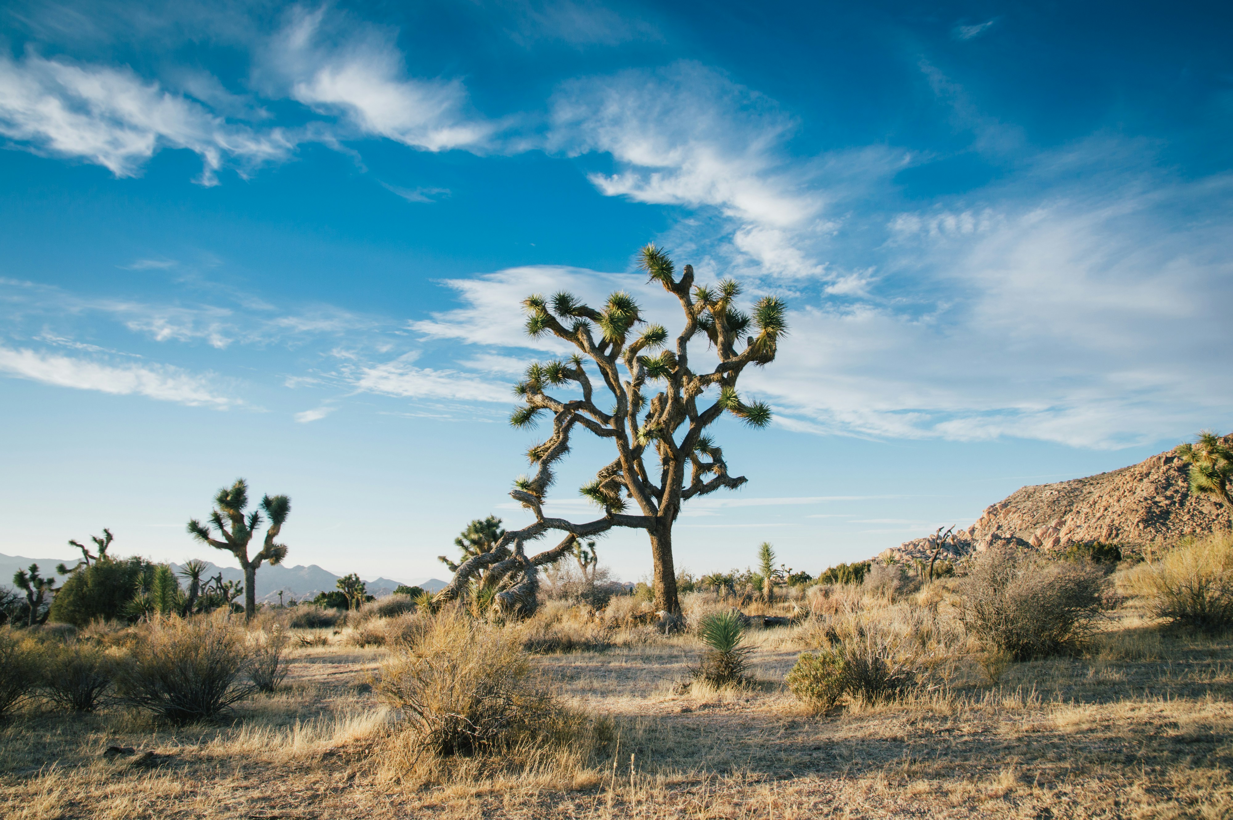 Joshua Tree Desert Landscape