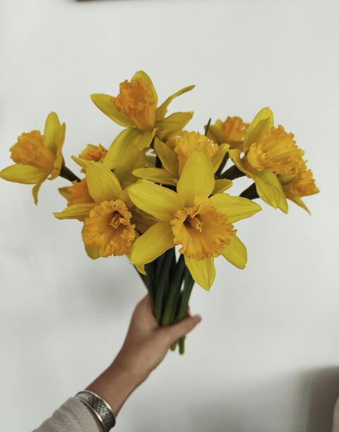 Hand Holding Yellow Daffodil Bouquet