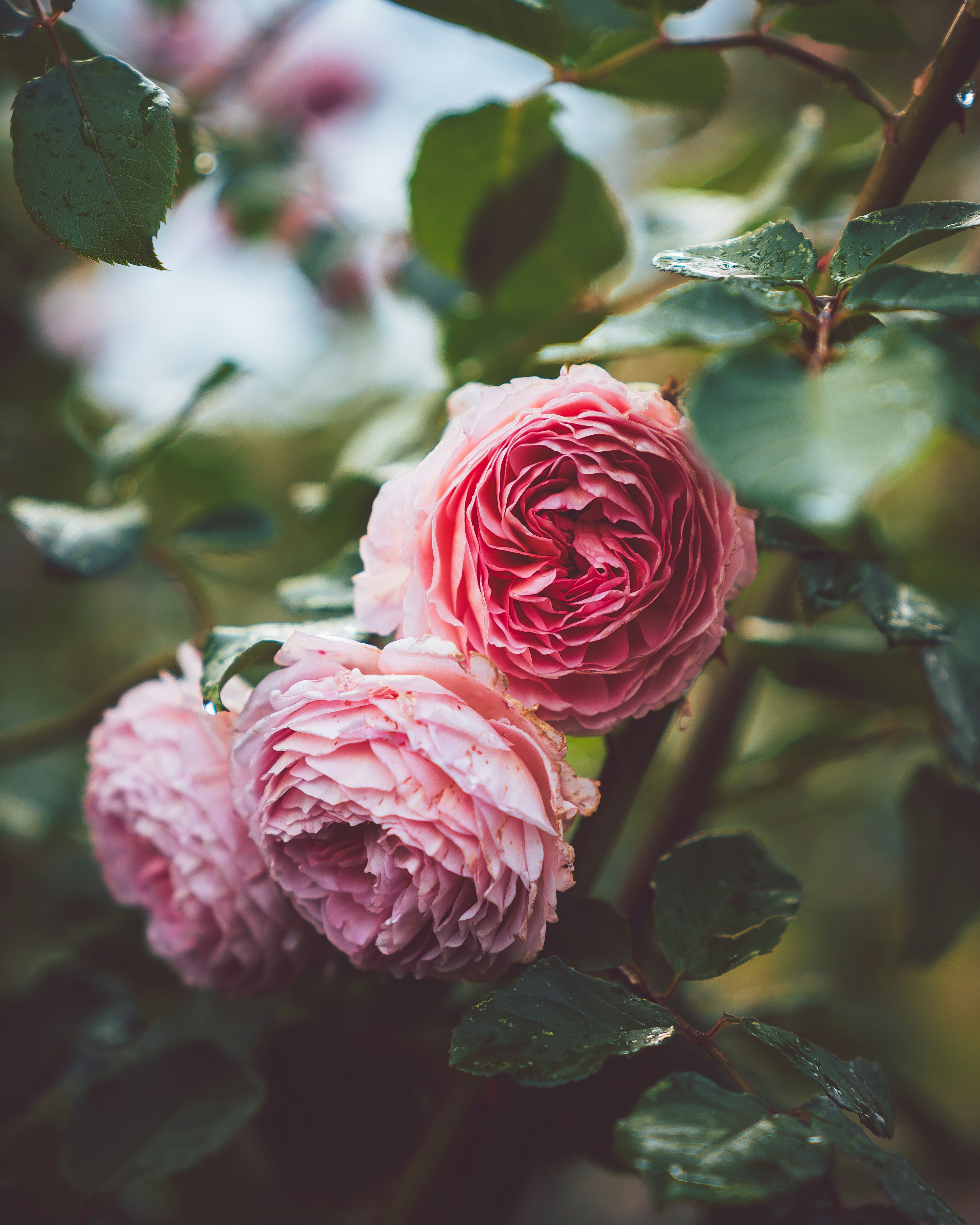 Pink Garden Roses After Rain