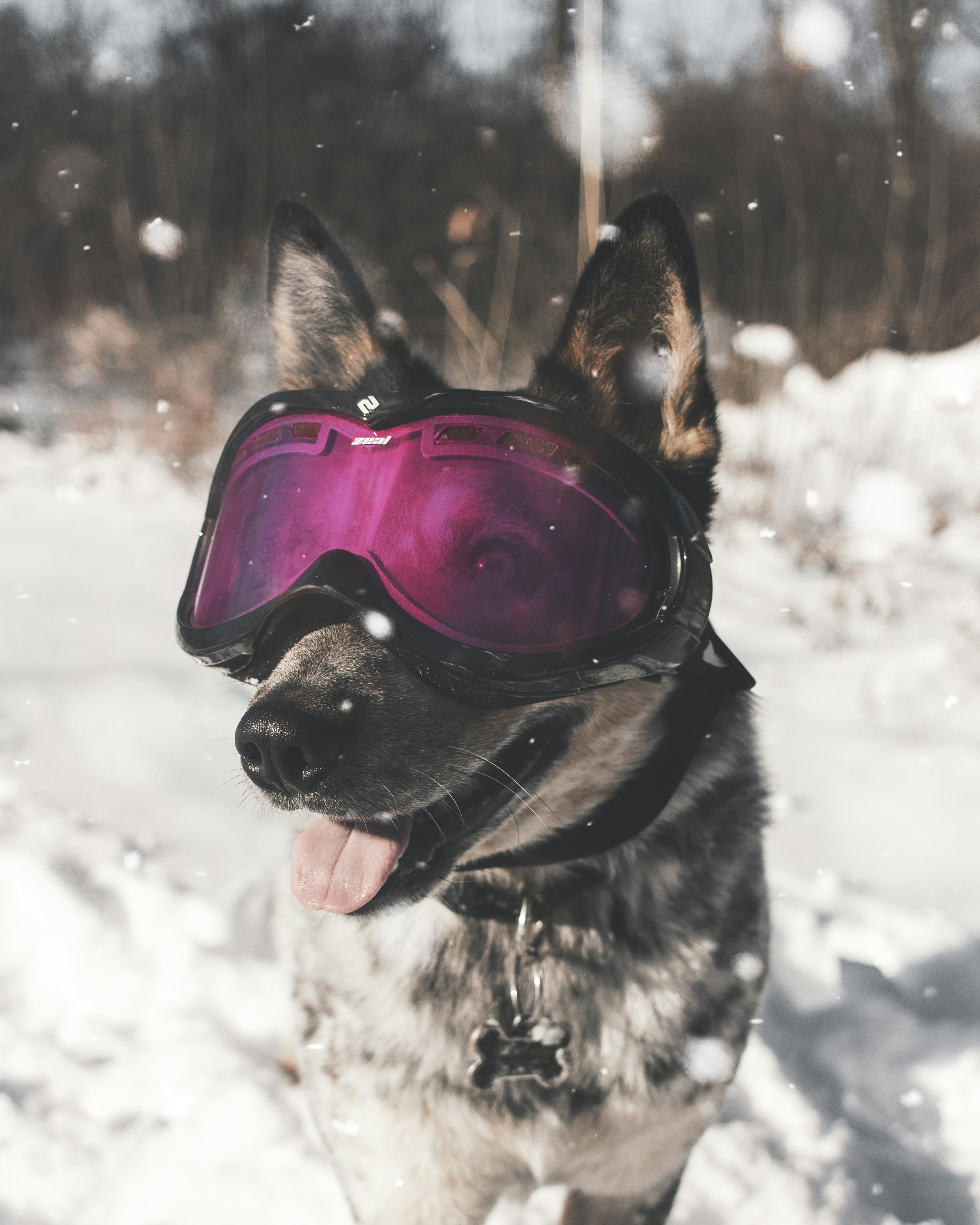 Dog Wearing Goggles in Snow