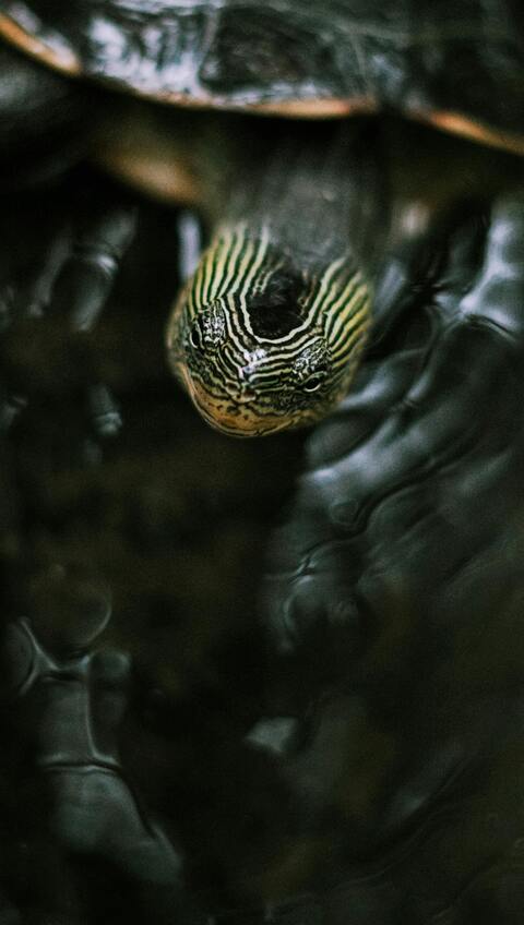 Image 1435667 — Animal Encyclopedia