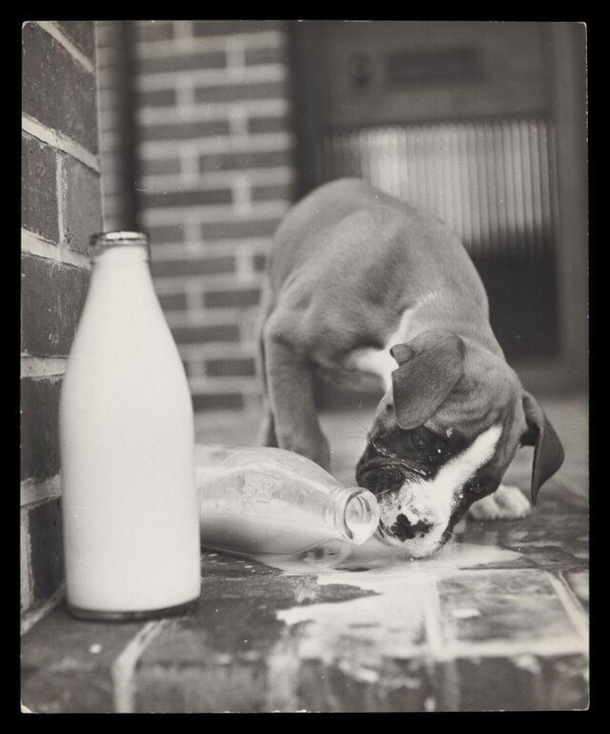 Puppy Licking Spilled Milk